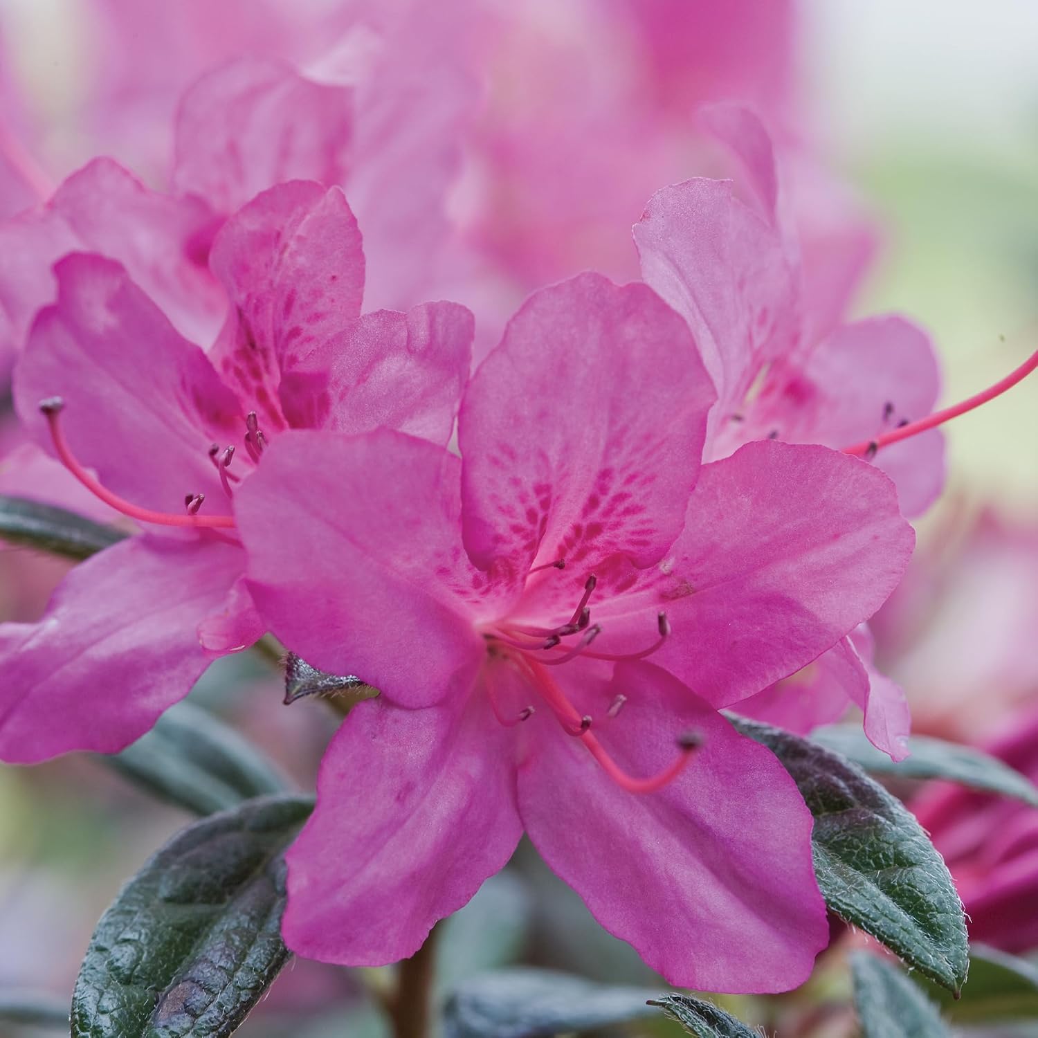 Encore Azalea 2 Gal. Autumn Amethyst Azalea Shrub