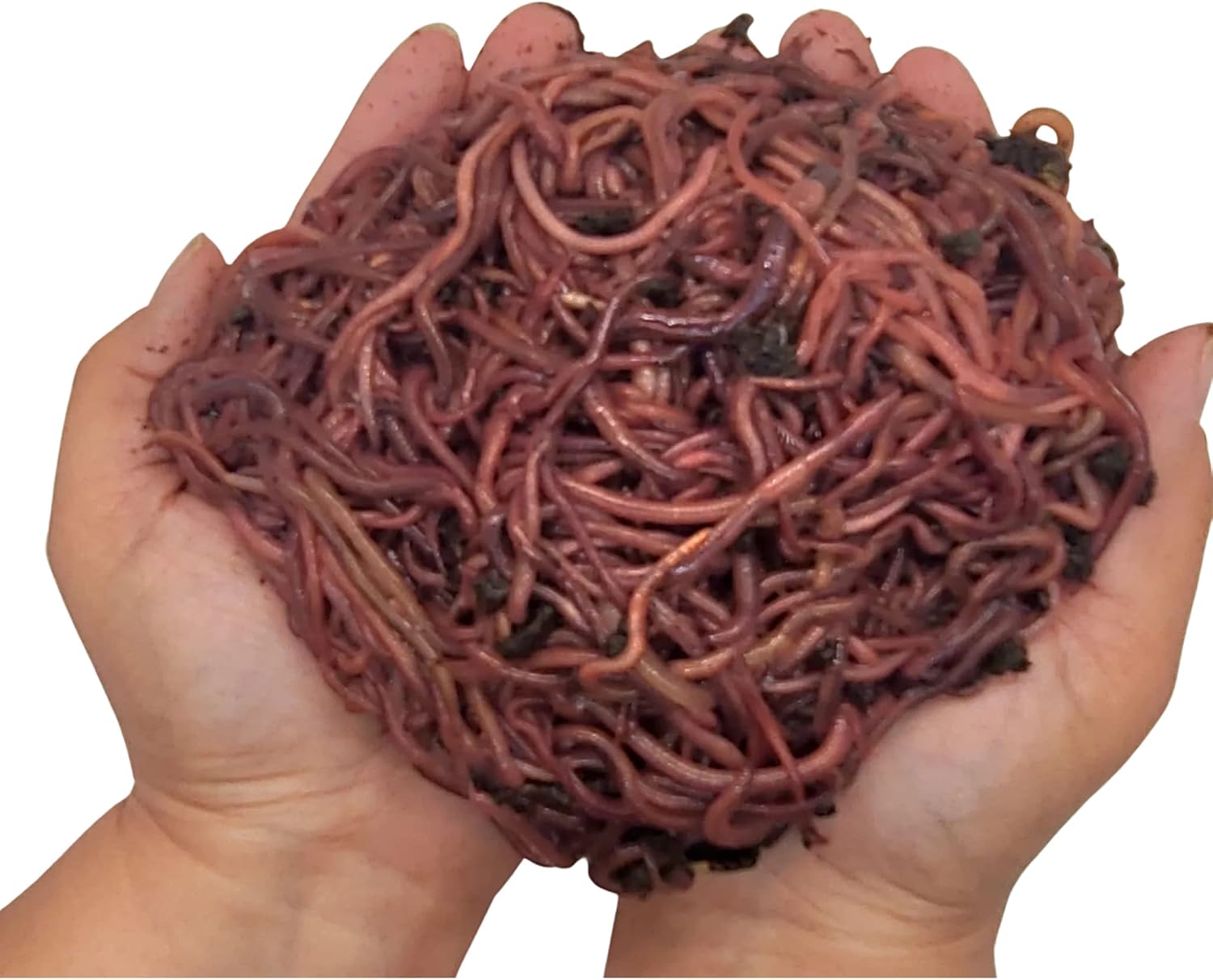 1000+ (1LB) Red Wigglers Live Worms for Composting Bins and Garden - Live Delivery! - Composting Earthworms - Great for Worm Castings, Pet Food