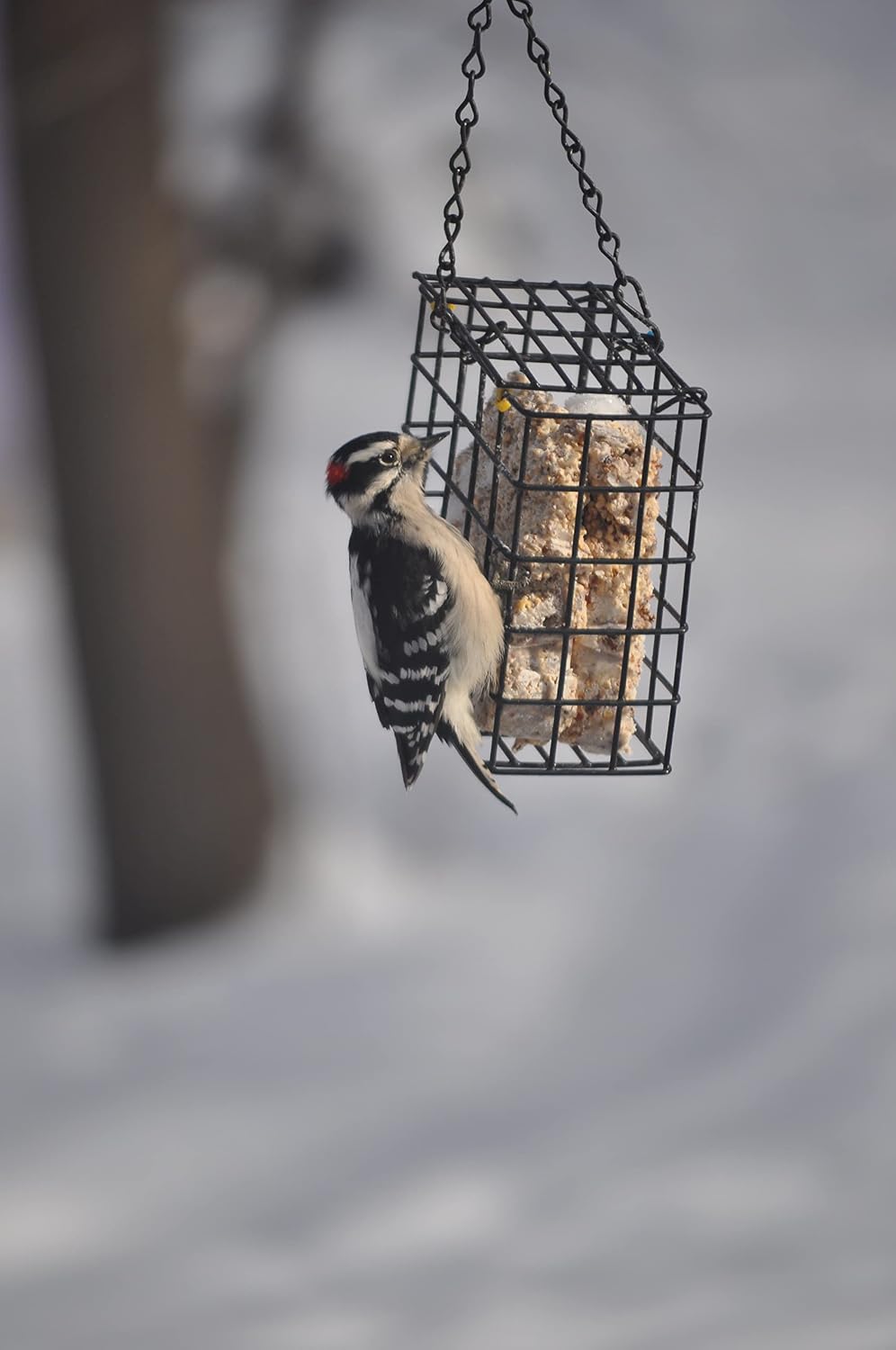 C&S Woodpecker Delight No-Melt Suet Dough