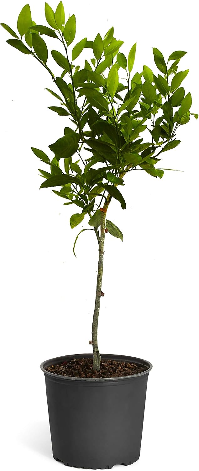 Brighter Blooms - Owari Satsuma Mandarin Tree, 1-2 ft. - No Shipping to AK, AL, AZ, CA, FL, GA, HI, LA, MS, OR, TX