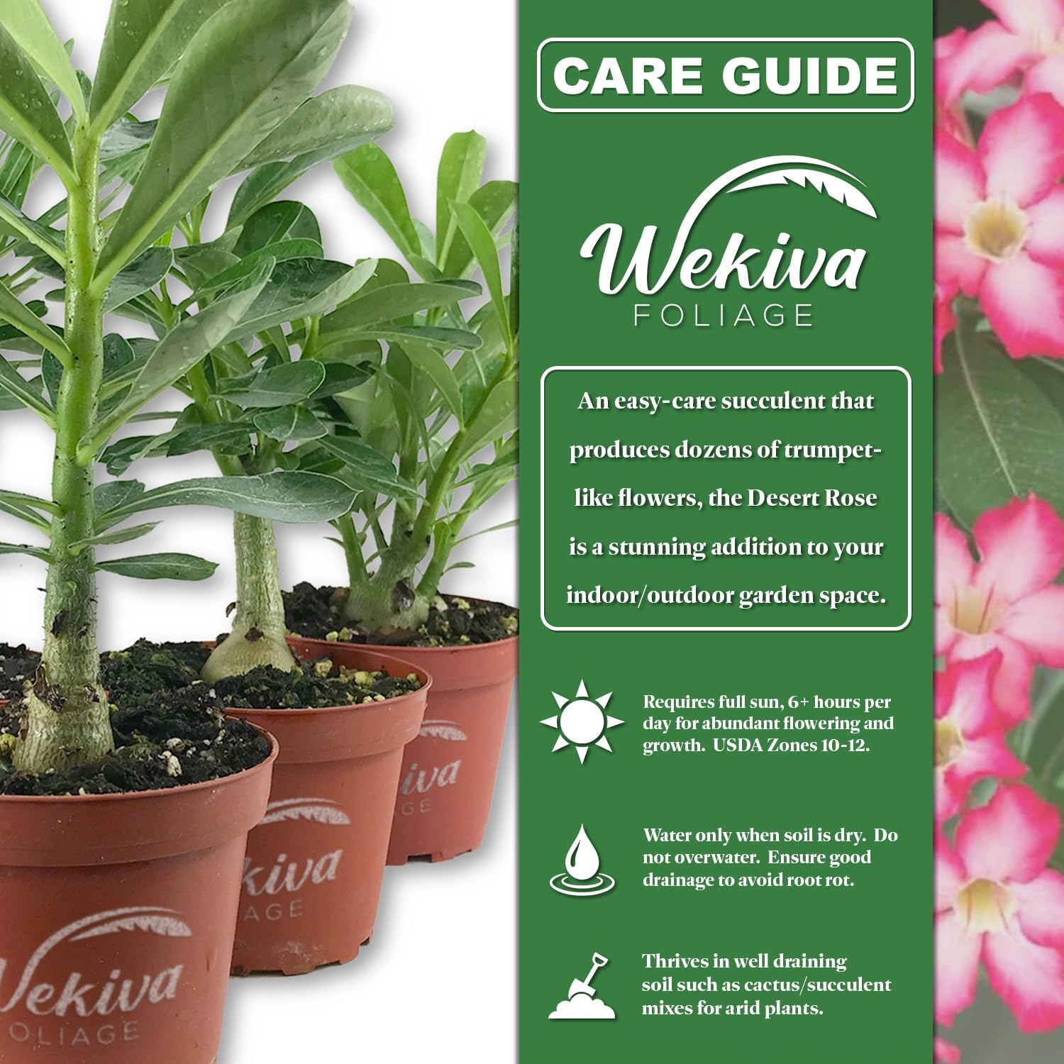 Desert Rose Plant - Live Plant in a 4 Inch Pot - Adenium Obesum - Dramatic Low-Water Succulent