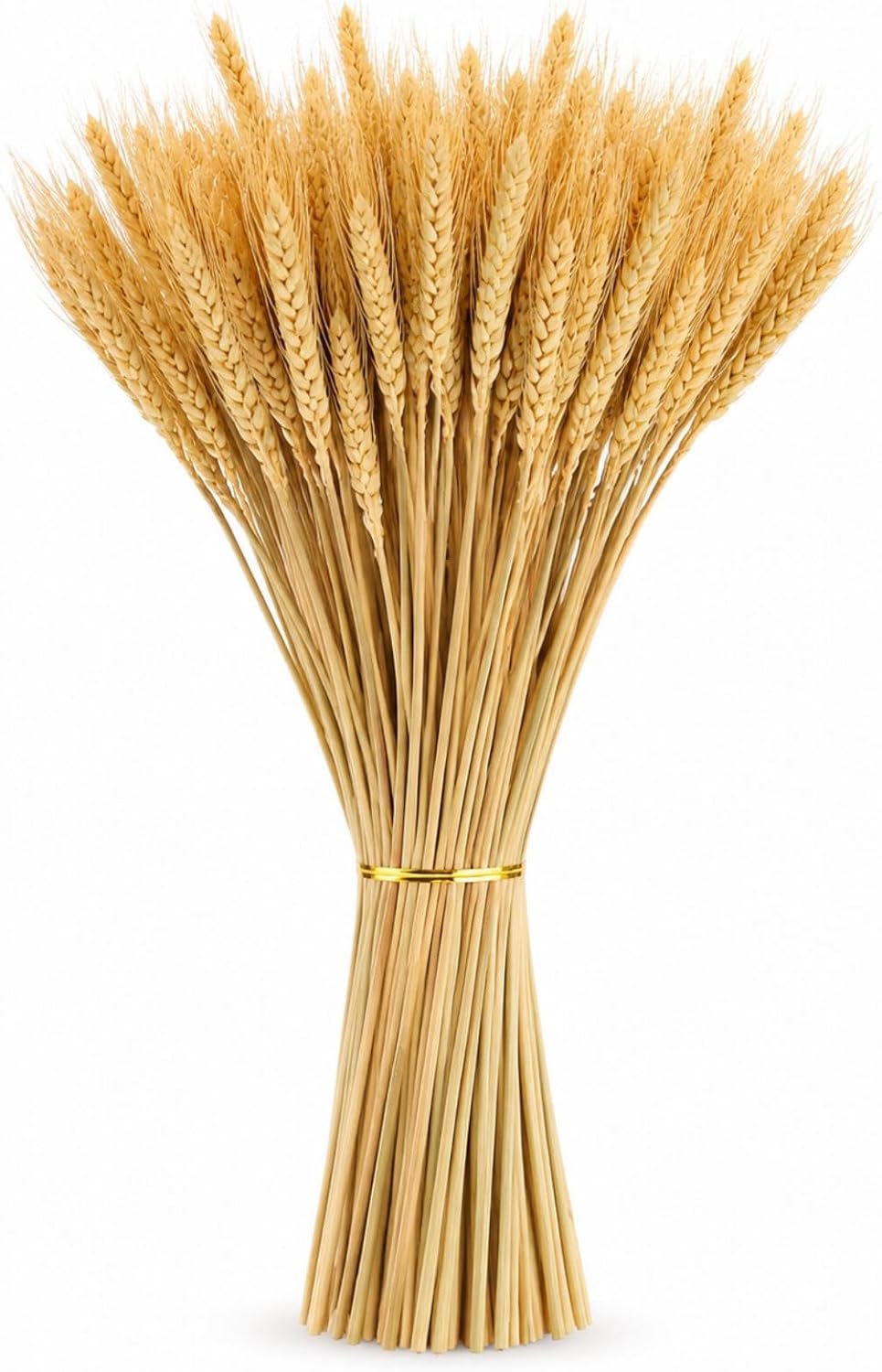 Yarlung 300 Stems Dried Wheat Stalks, 16 Inch Natural Wheat Sheaves Fall Arrangement for DIY Craft, Home Table, Wedding Decor