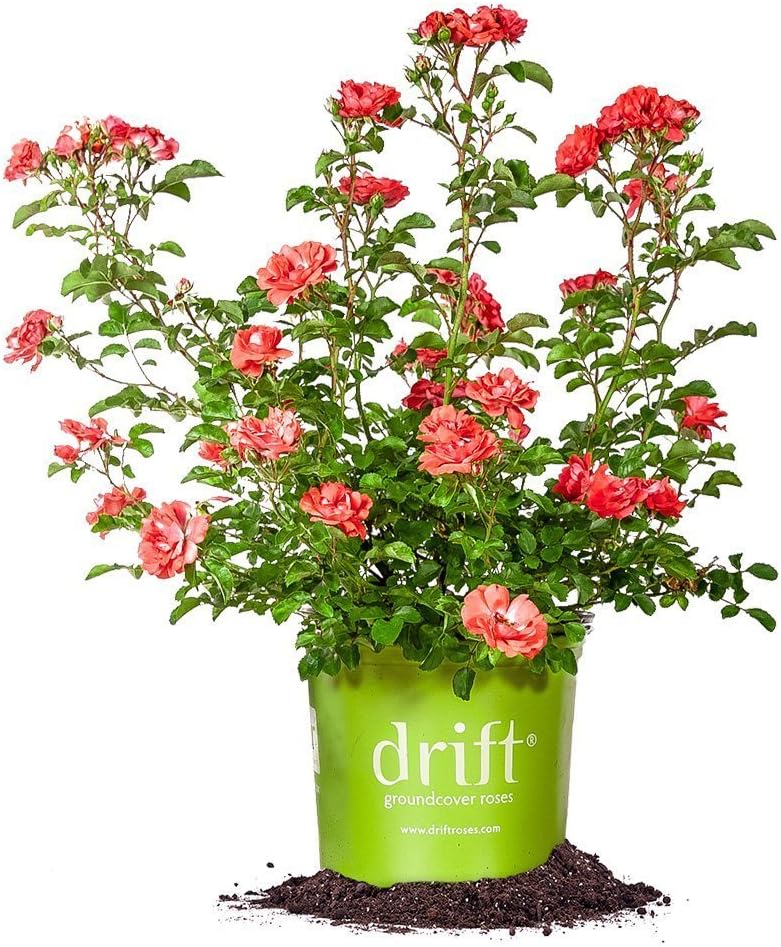 Coral Drift 1 Gallon
