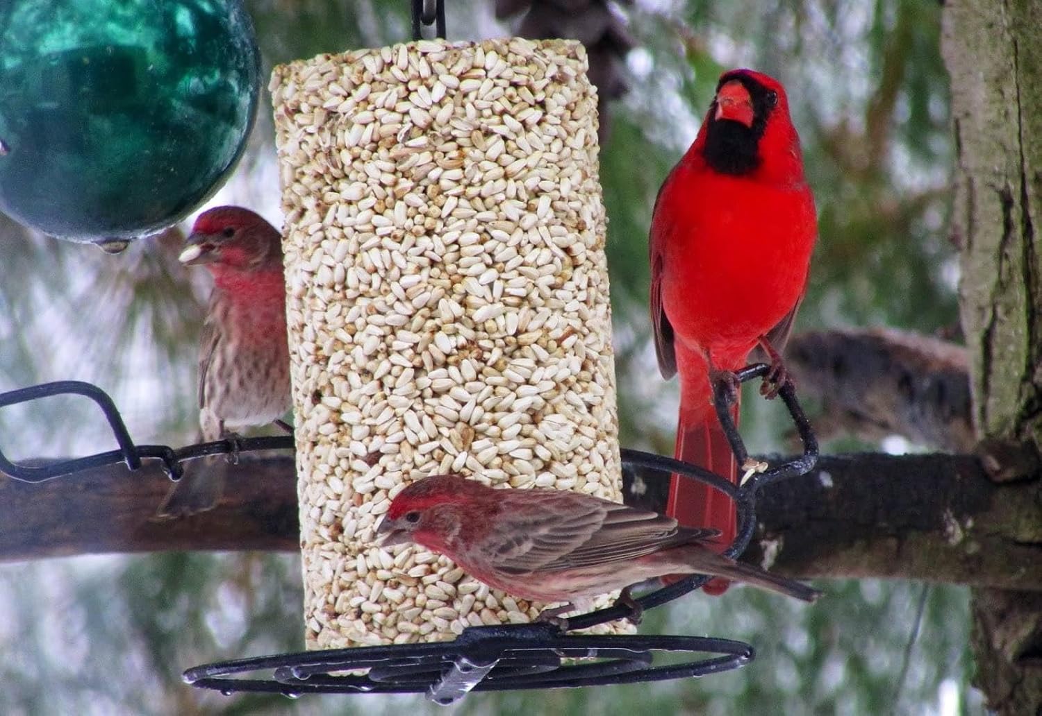 2-Pack Mr. Bird Safflower Feast Wild Bird Seed Cylinder 28oz | Wild Bird Food for Outdoor Birds | Backyard Birdfeeding | Squirrel Resistant