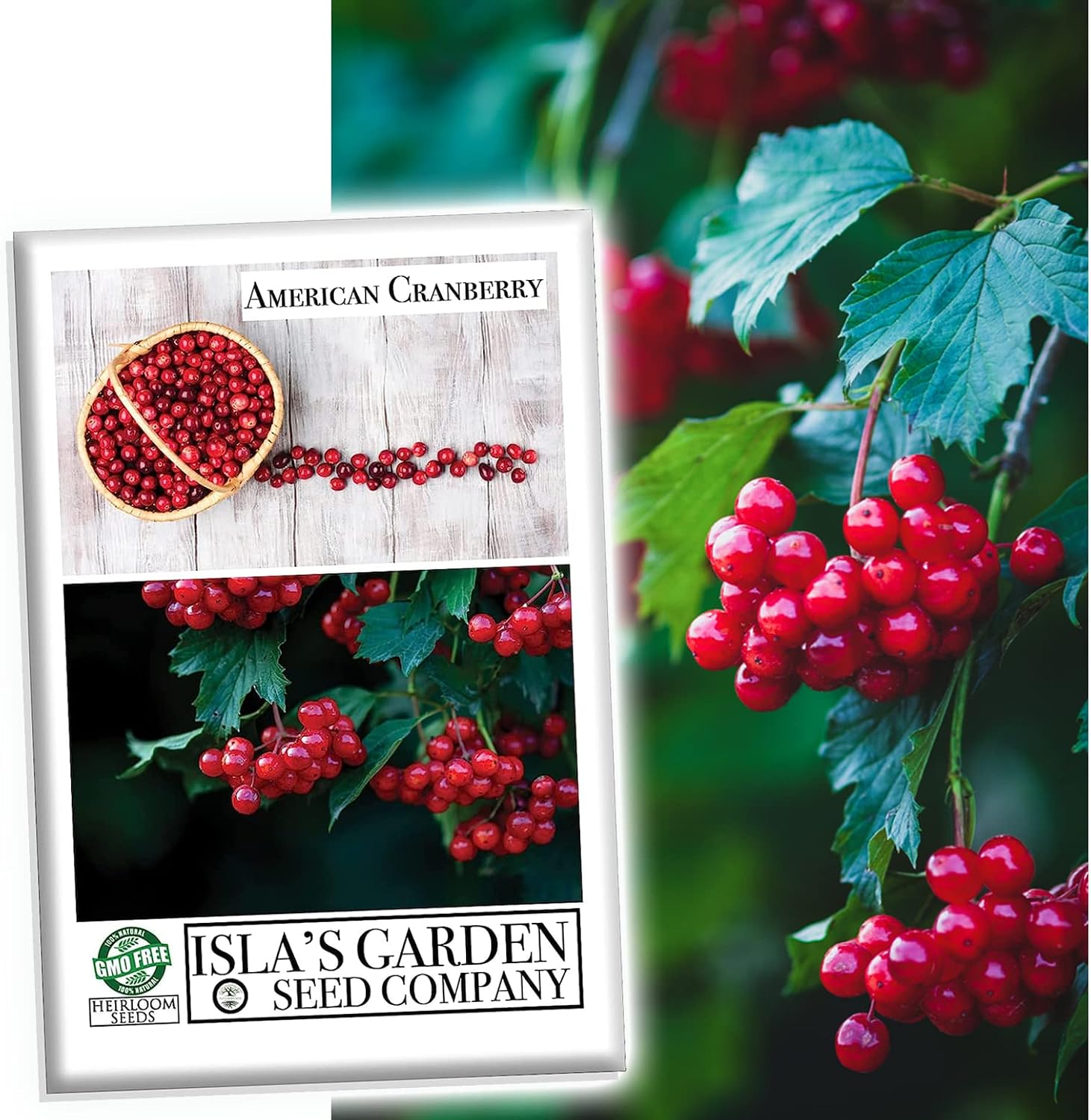 American Cranberry Bush Seeds (Viburnum trilobum) – 25+ Heirloom Seeds per Packet by Isla’s Garden Seeds, Hardy Shrub with Red Berries