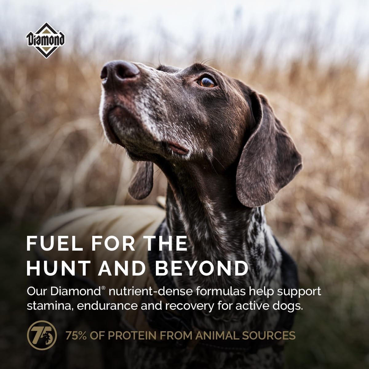 Diamond Maintenance Adult Dry Dog Food, Chicken Protein, 40lb | For Moderately Active Dogs | Omega Fatty Acids Help Support Healthy Skin & Shiny Coat | Guaranteed Probiotics