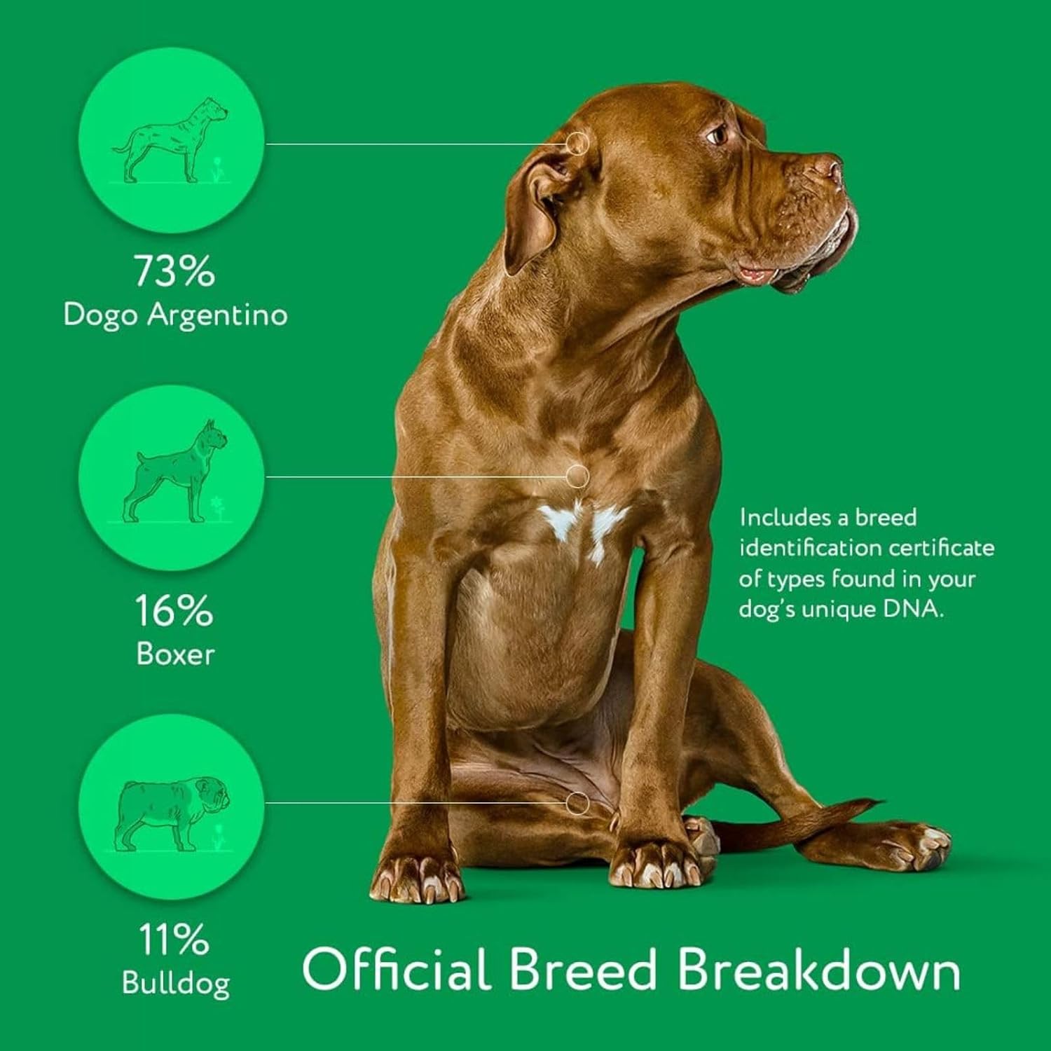 DNA MY DOG - Dog DNA Test Kit | 350+ Breeds Identified | 99%+ Accuracy | Allergy Risk Score | Personality & Behavior Insights | Results in 2-3 Weeks |