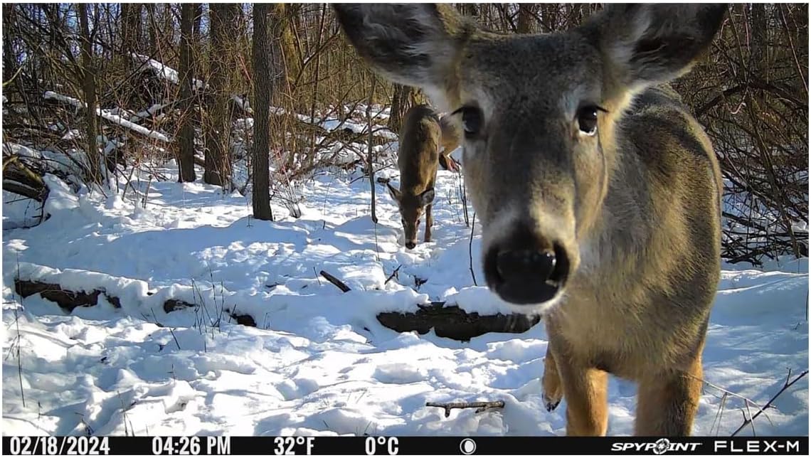 SPYPOINT Flex-M Twin Pack Cellular Trail Cameras - Best Hunting Accessories, No WiFi Needed, GPS, Night Vision, Dual-Sim LTE, IP65 Water-Resistant Game Camera, 28MP Photos, 720p Videos + Sound (2) | IP65 Water-Resistant Game, 720p Videos + Sound, 28MP Ph…