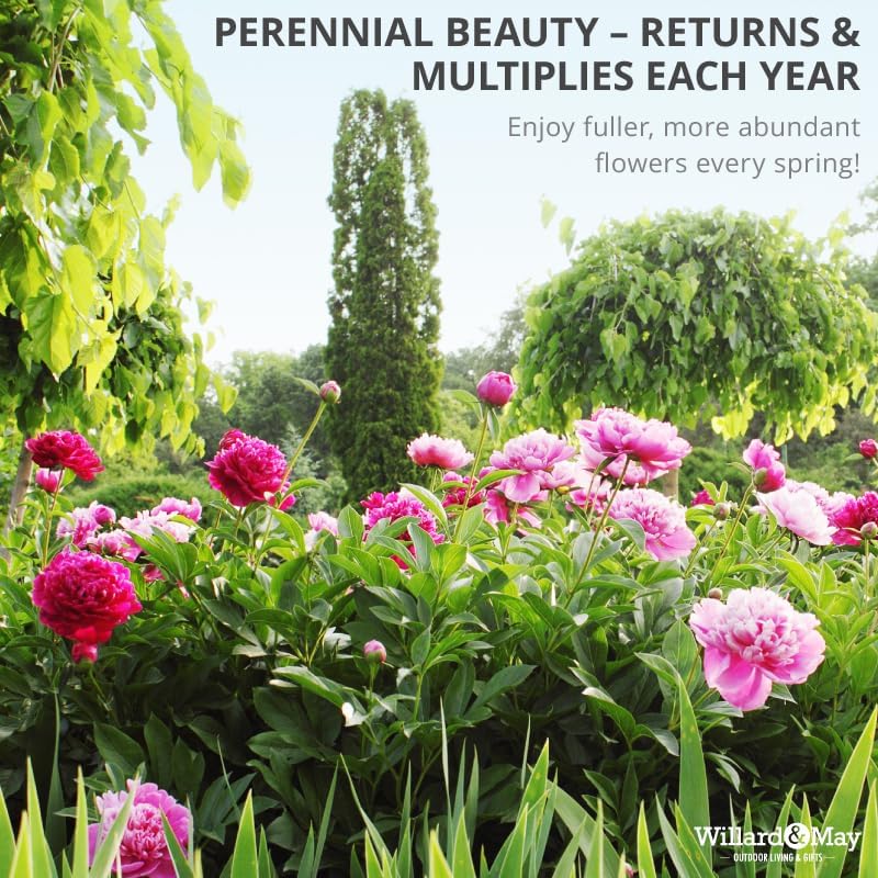 Mixed Peony Jumbo Pack - 6 Paeonia Large Roots - White, Pink, Red