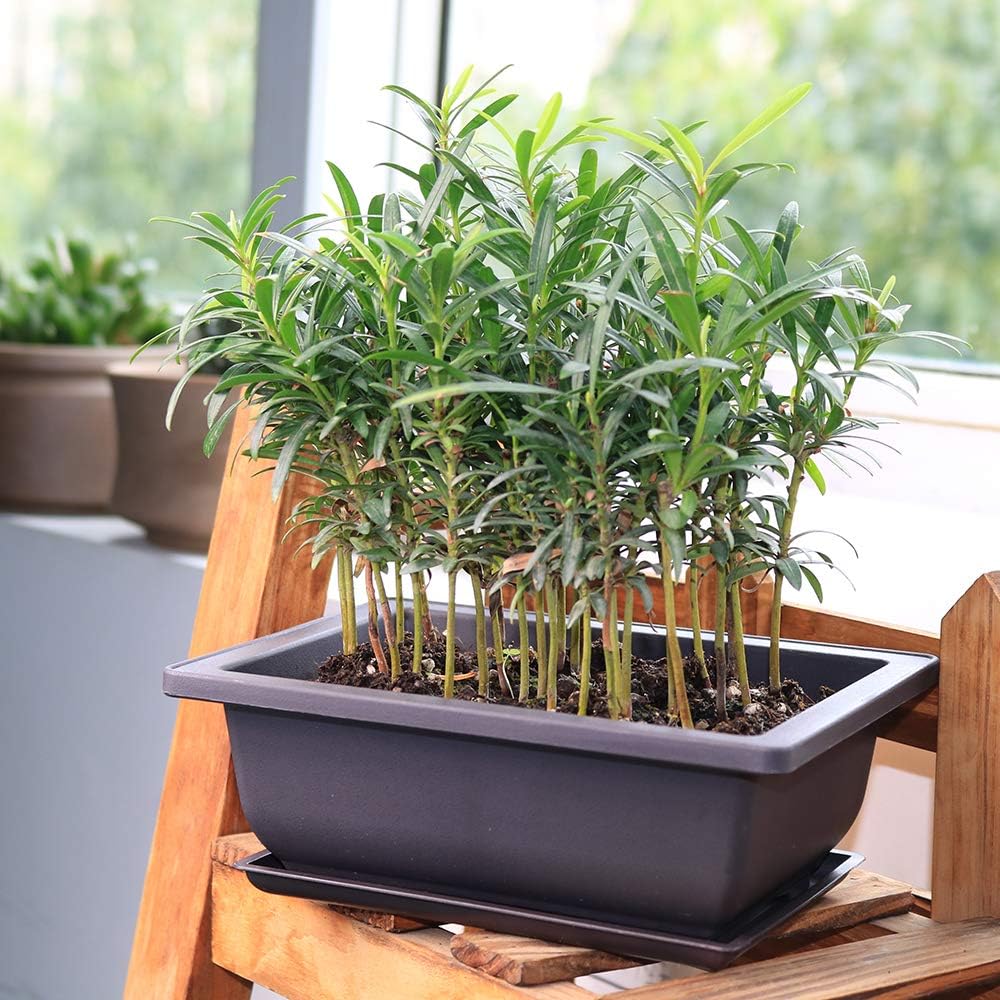 MUZHI 6PCS/Pack Retro Style Basin Plastic Flower Pot 6.5 Inch Flower Bonsai Tree Plant Bowl Nursery Pots Maceta Cuadrada Simulational Purple Sands Pots with Tray Rectangle Small