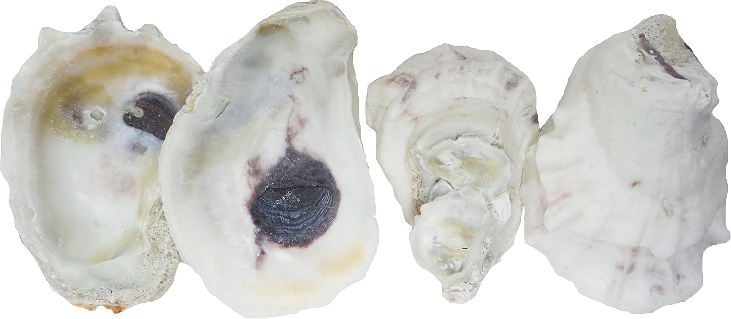 U.S. Shell Oyster Shells,3"-3.75"