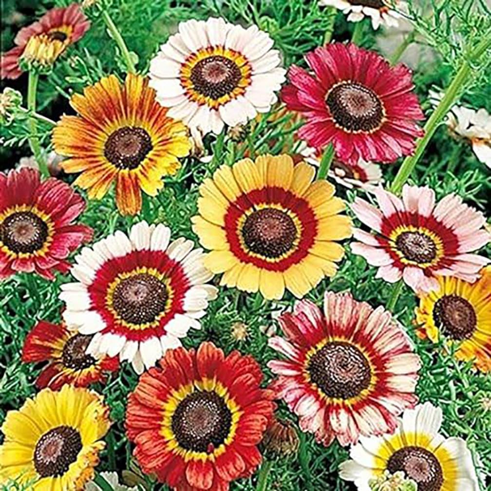 2500 Rainbow Painted Daisy Seeds - Former Wildflower Tamed as a Colorful Sunny Annual and Cut Flower