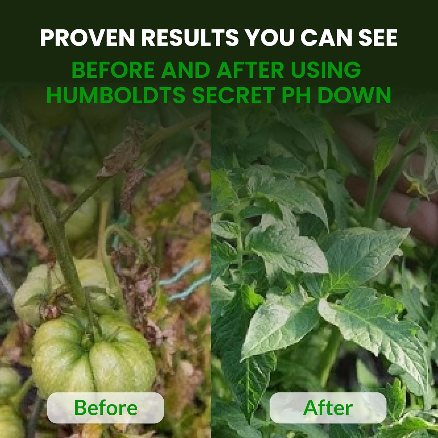 Humboldts Secret Golden Tree Liquid Plant Food | Enhances Growth Indoors or Outdoors | All-in-One Plant Nutrients for Vegetables, Trees, Flowers, Fruits, Roses, Lawns, Tomatoes | 16 Ounce
