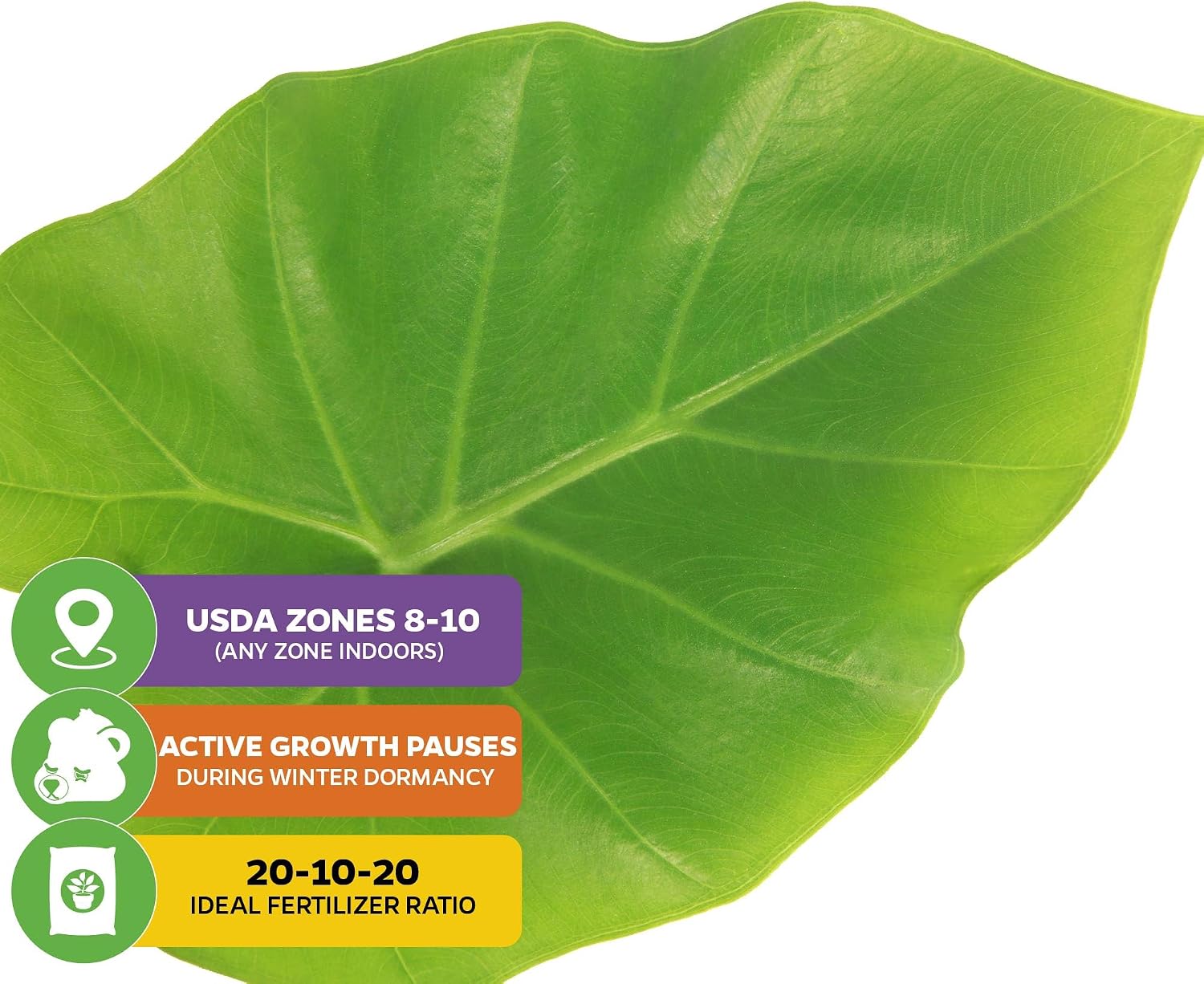Thailand Giant Elephant Ear Live Plant - Colocasia gigantea by Wellspring Gardens - Elephant Ear Plant, Colocasia Gigantea, Elephant Ear Plant Live, Exotic Elephant Plant, Tropical Garden Design Ideas