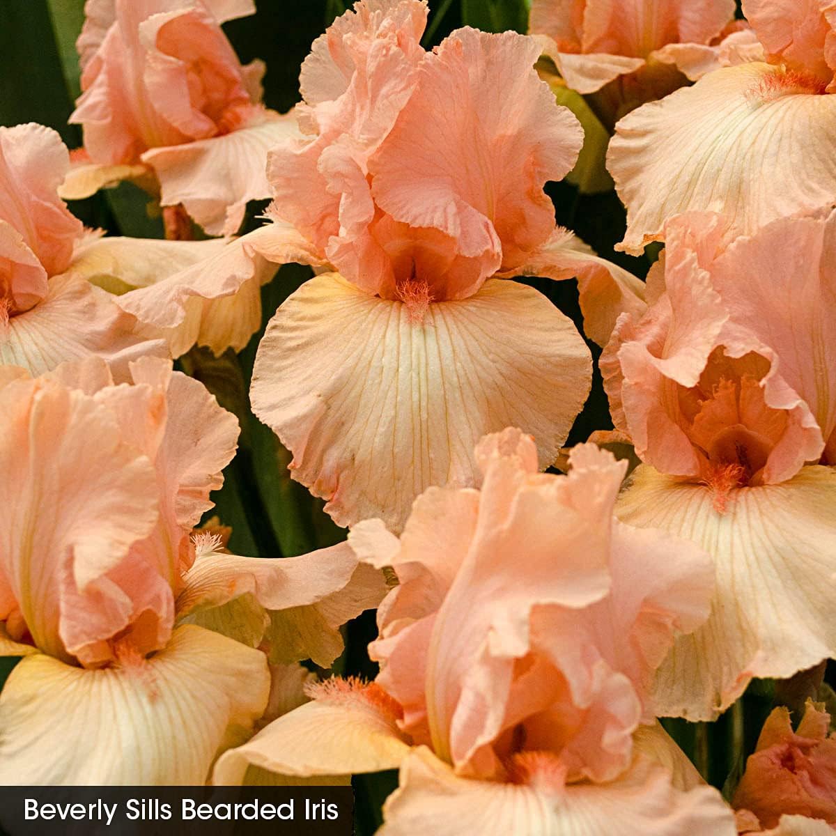 Breck's Bulbs and Perennials Beverly Sills Tall Bearded Reblooming Bare Root Iris - Specially selected mixture of colourful German irises will bloom