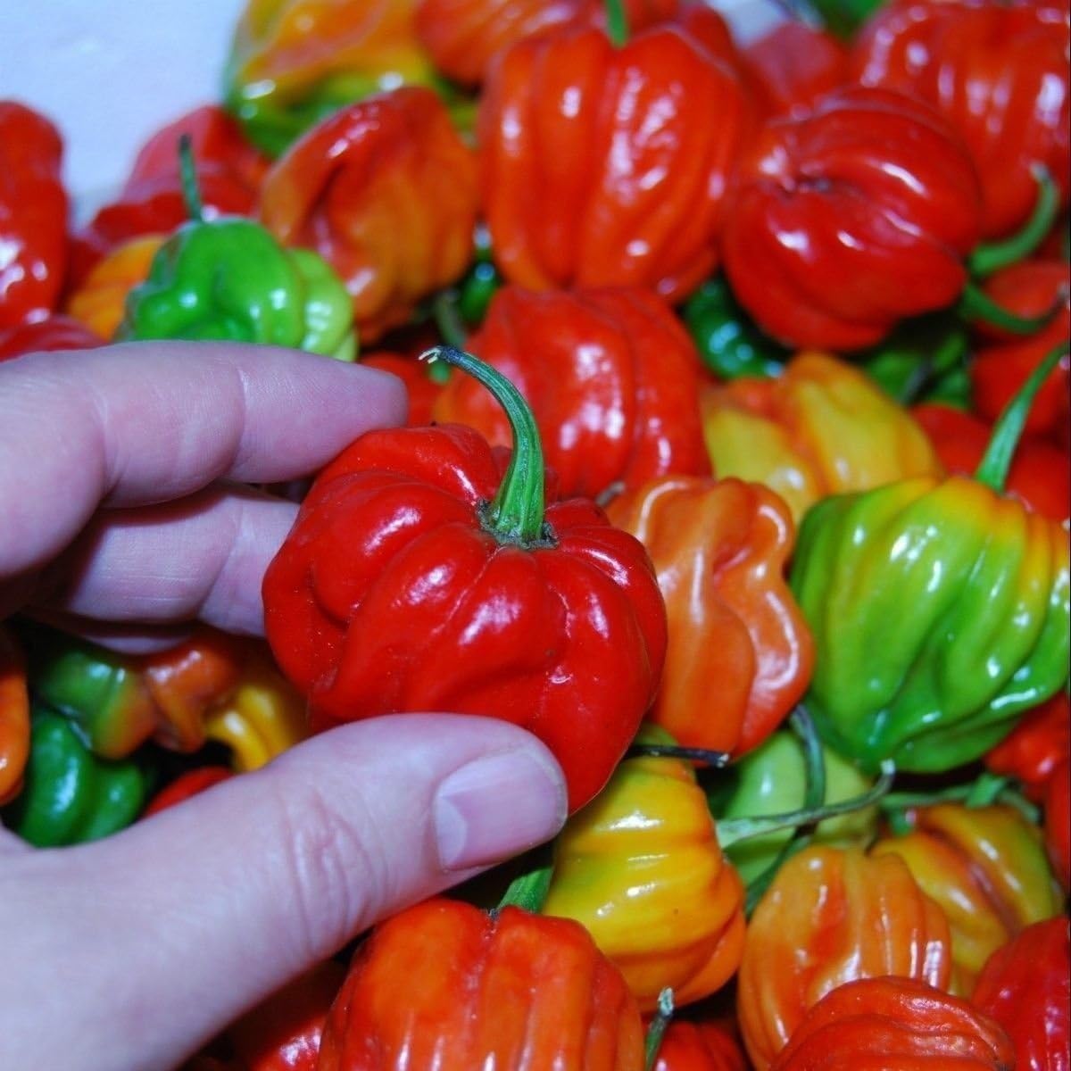 Sweet Pepper "Aji Dulce # 2"-(20 Seeds)Venezuelan Heirloom,Sweet,Flavorful -Rare