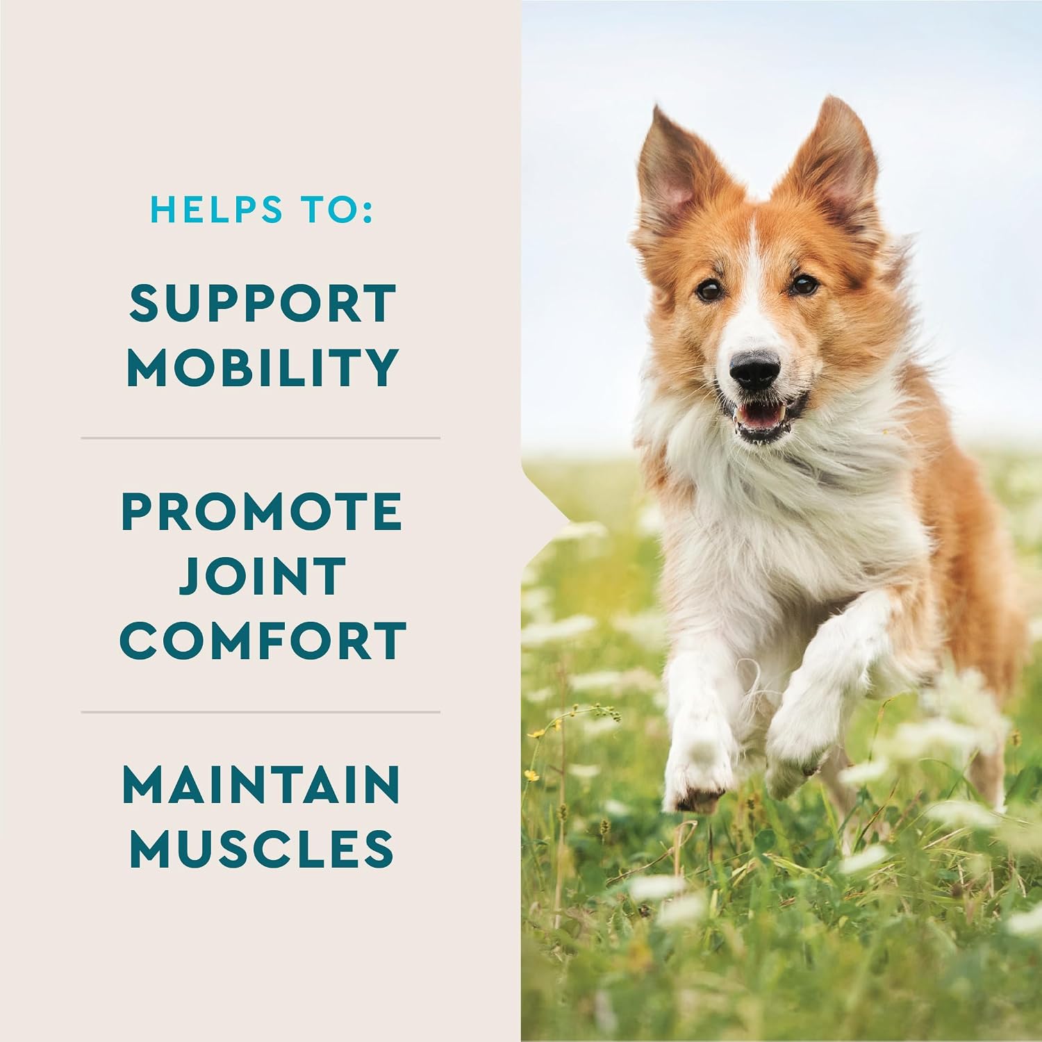 VetIQ Glucosamine Hip & Joint Supplement for Dogs, 180 Soft Chews, Joint Support Supplement with MSM and Krill, Dog Health Supplies Large & Small Breed, Chicken Flavored Chewables | Supports mobility for large & small breeds; glucosamine, MSM & krill oil…