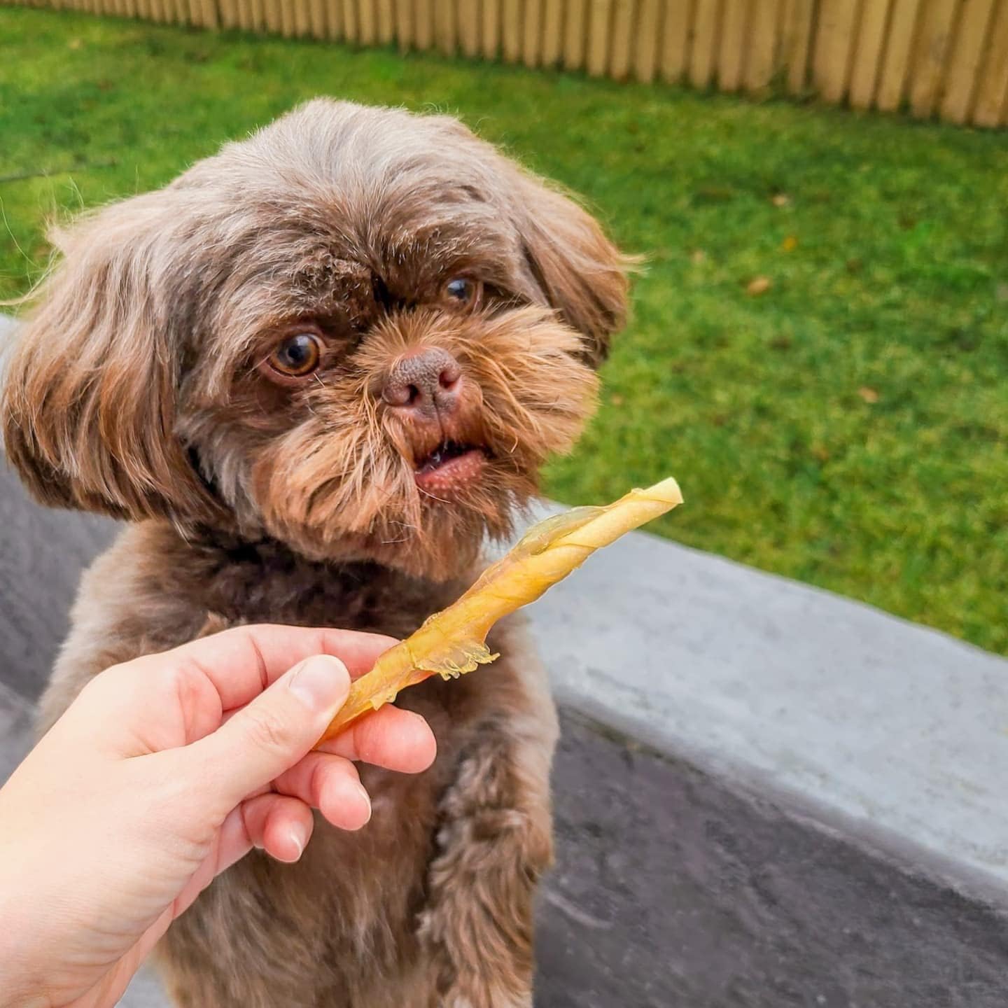 Rena's Recipe Chicken Twisty Sticks Chicken Wrapped Dog Treats, 8 oz | Rawhide-Free Chicken Wrapped Soft Chews with Glucosamine for Joint Support