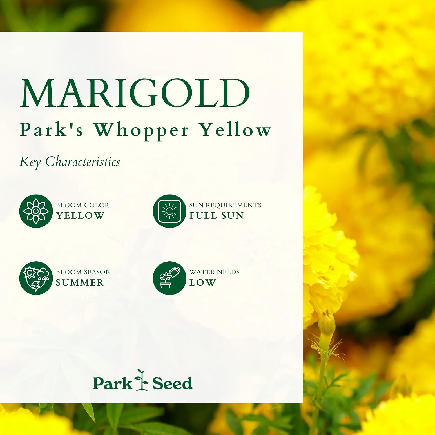 Park Seed Whopper Mix Marigold Flower Seeds – Giant 4-Inch Double Blooms in Yellow, Gold & Orange, Compact and Weather-Resistant Plants, Easy to Grow for Beds or Containers – Pack of 25