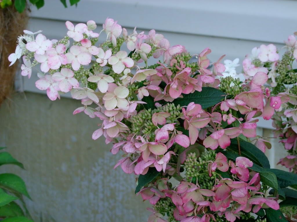 Unique Hydrangea Paniculata - Live Plant Shipped 2 Feet Tall by DAS Farms