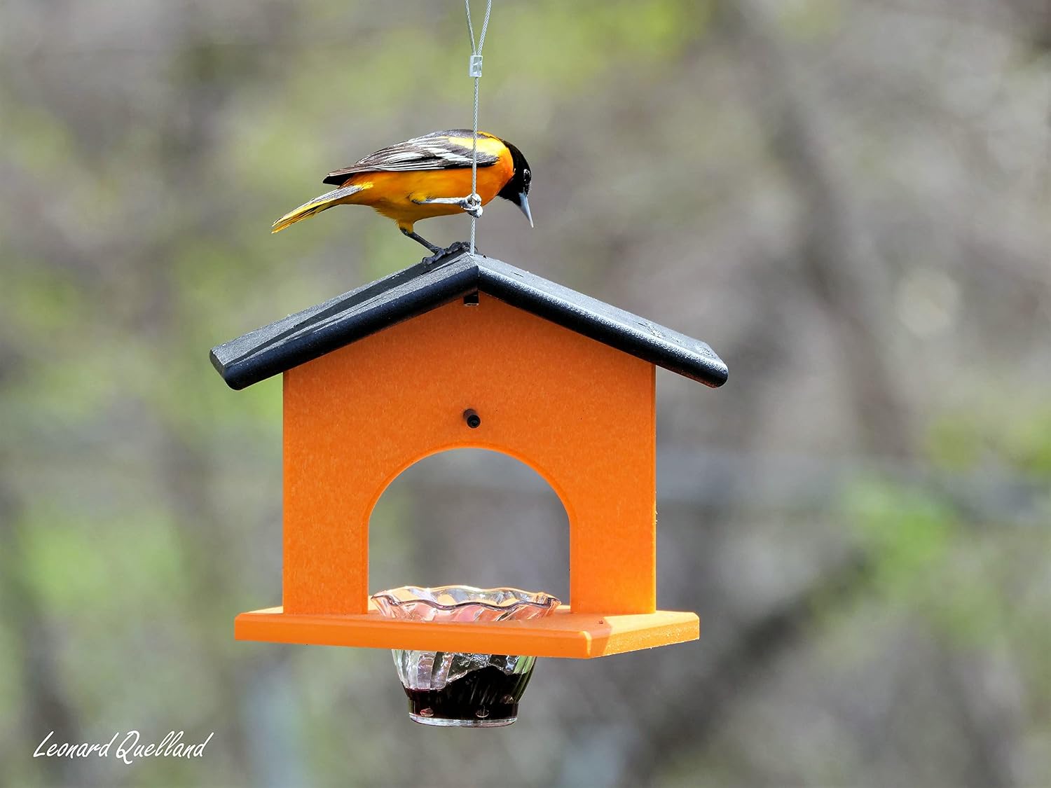 Oriole Bird Feeder, Poly Lumber Hanging Oriole Jelly Feeder (Black/Orange)