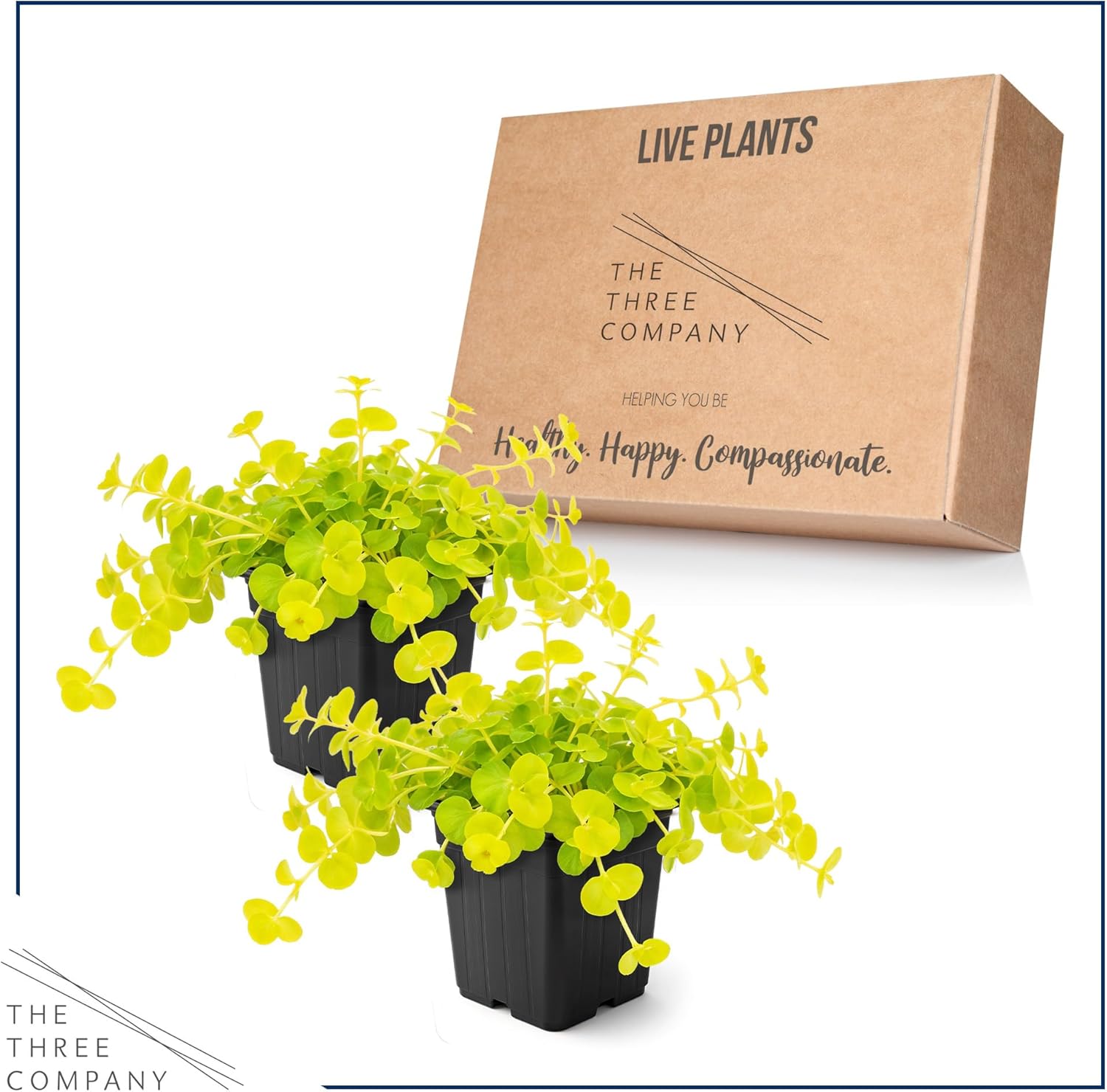 Creeping Jenny (Lysimachia nummularia) (2 Pack) - Live Trailing Ground Cover Perennial, 6" Tall by 4" Wide in 1 Pt Pot