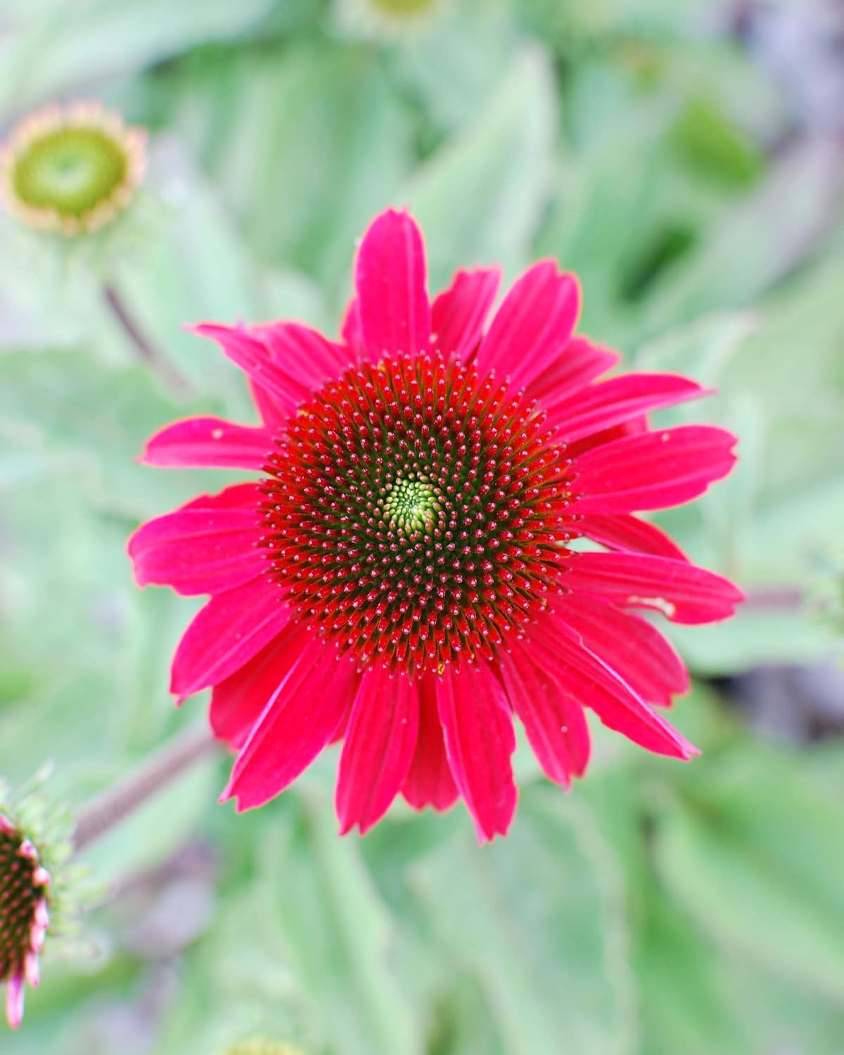Echinacea purpurea ‘Cheyenne Spirit’ (Coneflower) Live Perennial, Size-#1 Container, Mixed Color Summer Flowers, USDA Zones 4-8