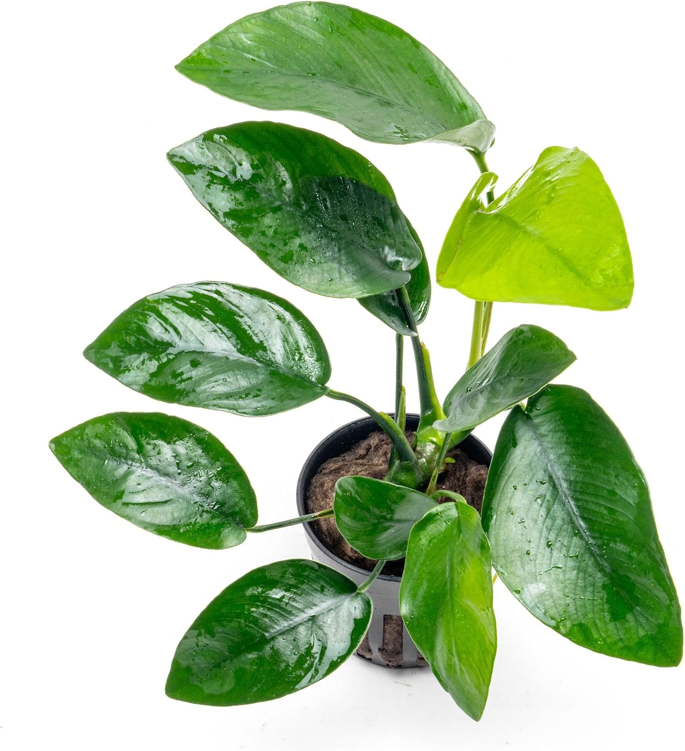 Anubias Nana Live Aquarium Plants - Potted Freshwater Plant for Fish Tanks, Terrariums - Beginner Friendly Low Light (1 Pot)