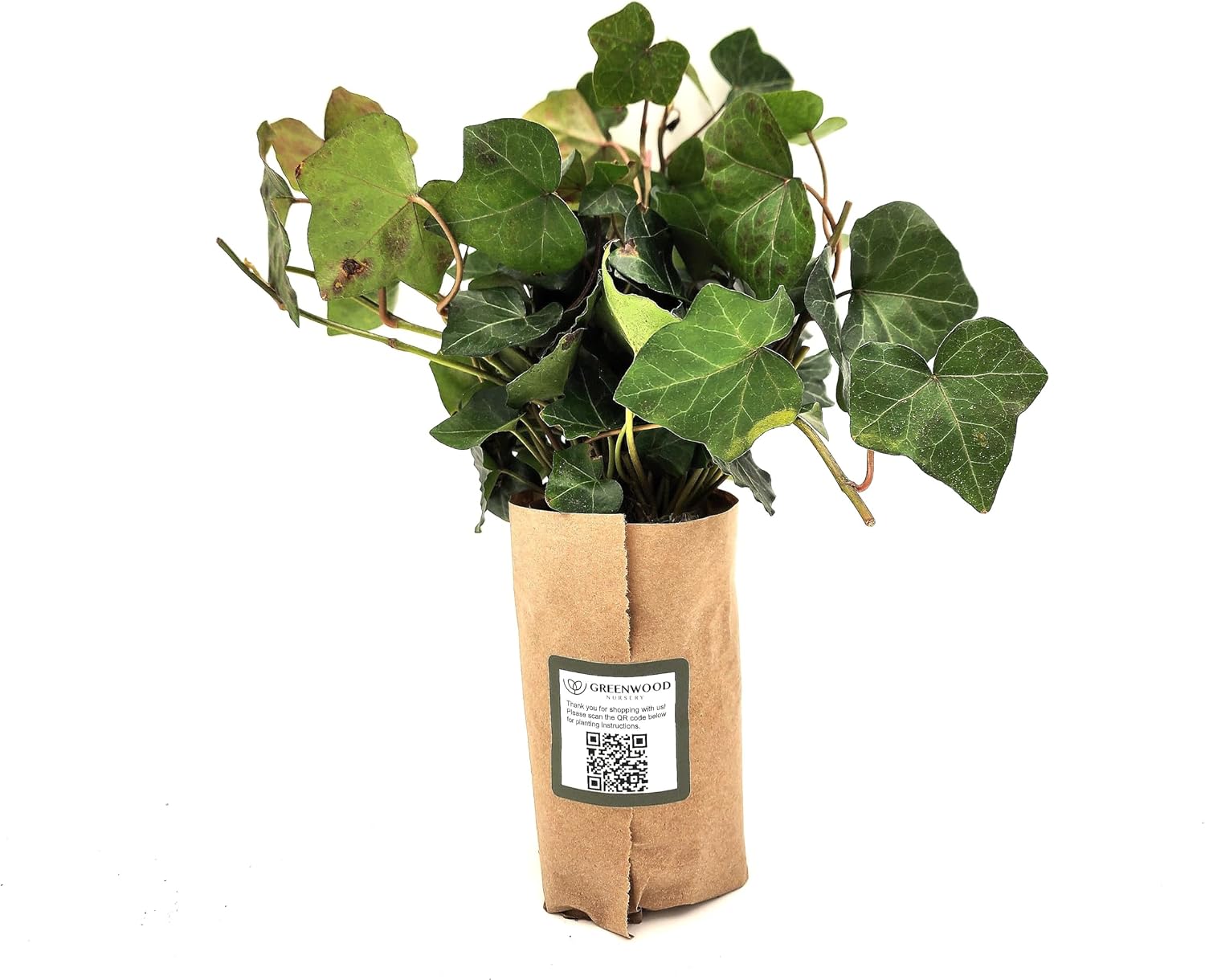 Live Ground-Cover Plants - Pachysandra Terminalis + Japanese Spurge - [Qty: 25 Bare Roots] - (Click for Other Available Plants/Quantities)