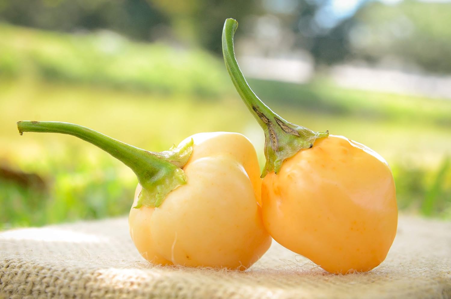 Peachadew Peppapeach Pepperdew Heirloom Pepper Premium Seeds for Planting Packet + More