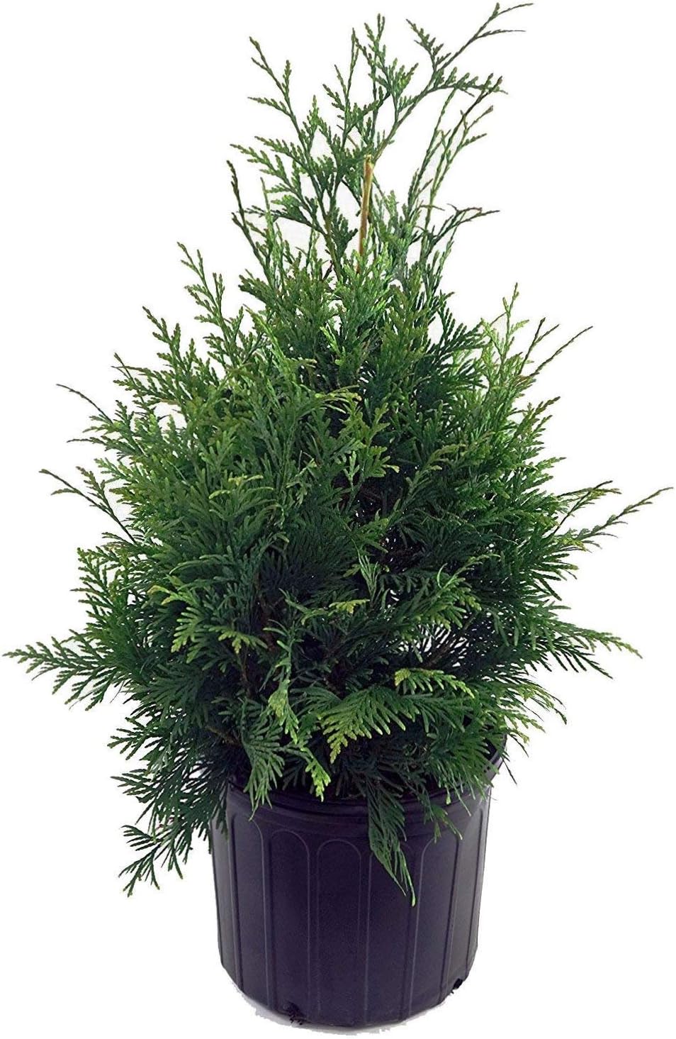 Live Plant Thuja-X Green Giant Evergreen Tree (Western Arborvitae), 3-Gallon Fully Potted Plant from Green Promise Farms