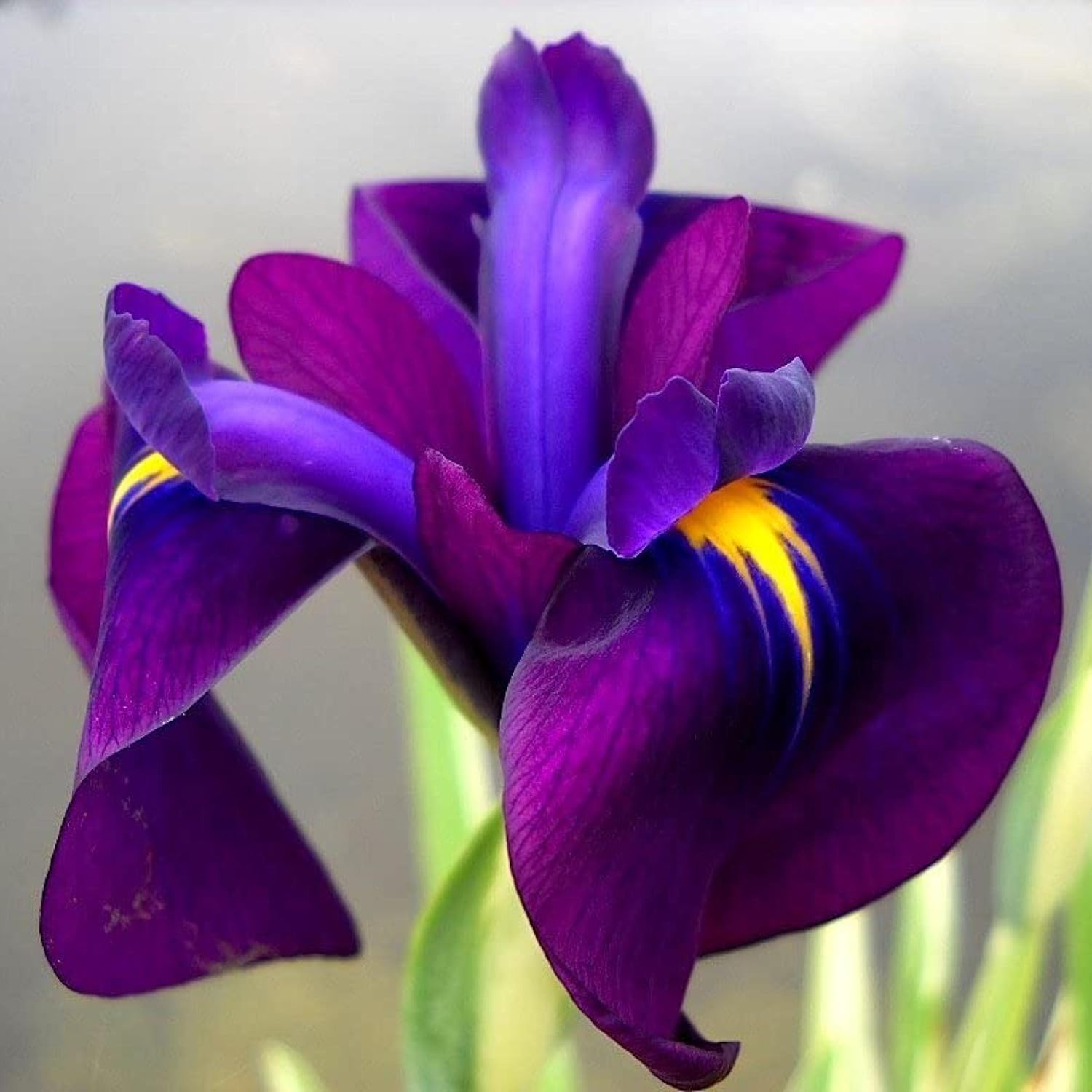 ‘Black Magic’ Taro, a Great Live Pond Plant for Your Water Garden. Filters The koi and Goldfish Pond. Good for Bogs