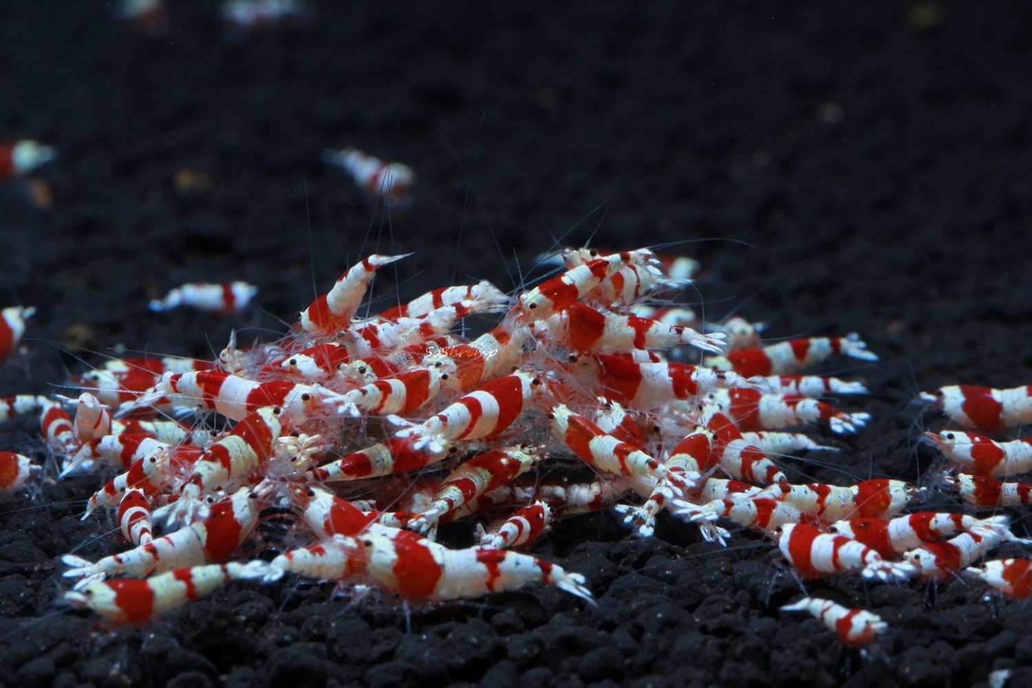 Live Freshwater Aquarium Shrimp - Caridina (Crystal Red Shrimp S-SSS Grade, 5 Pack)