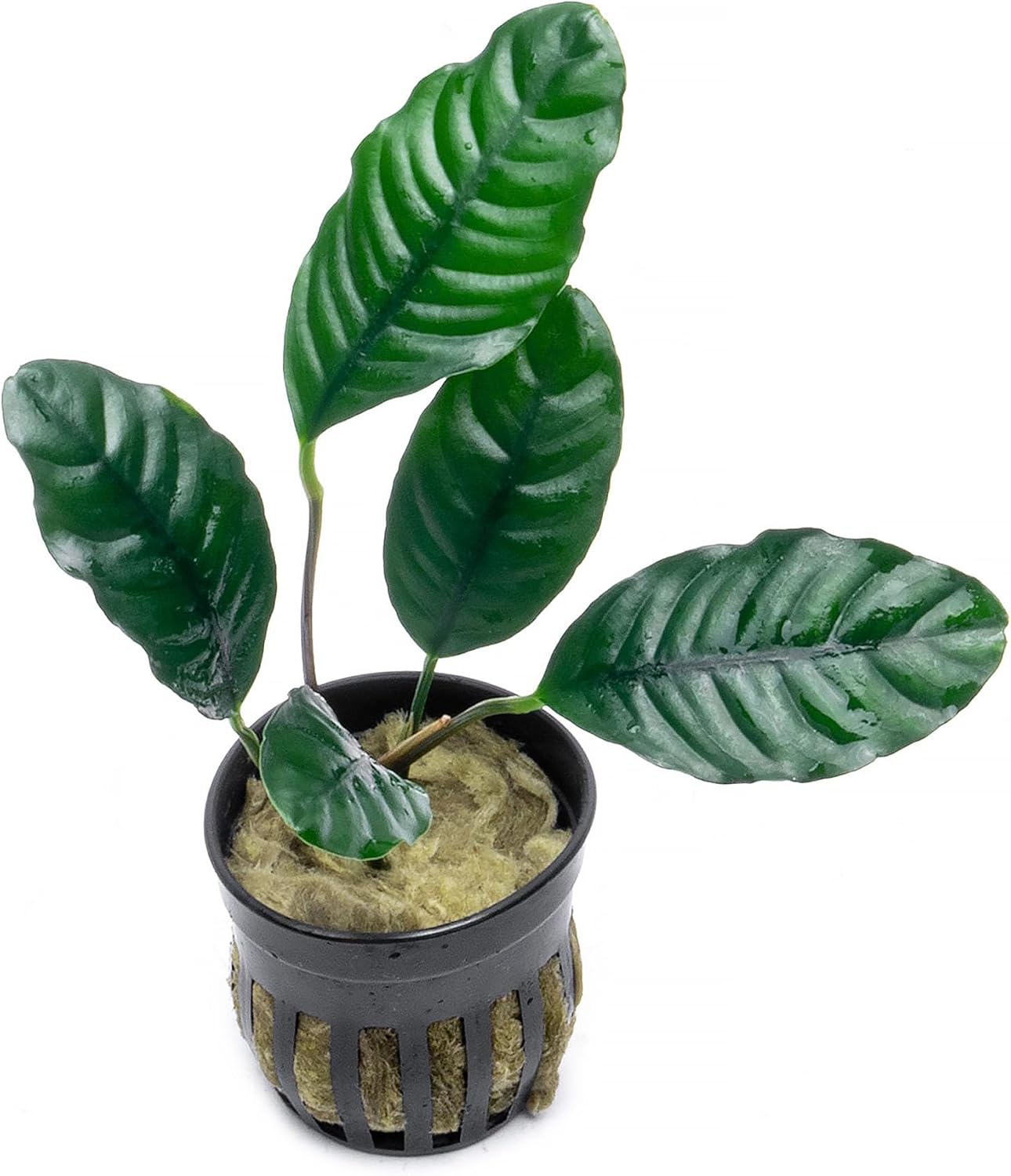 Anubias Nana Live Aquarium Plants - Potted Freshwater Plant for Fish Tanks, Terrariums - Beginner Friendly Low Light (1 Pot)