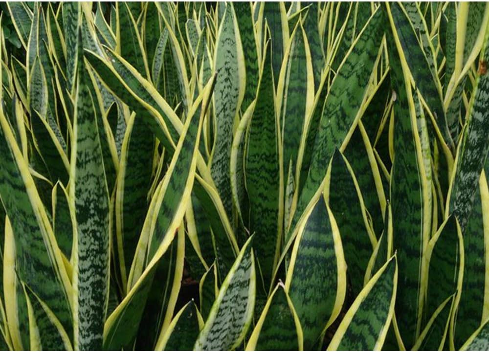 American Plant Exchange Snake Plant – Medium 6-Inch Pot Yellow Sansevieria Trifasciata, Drought-Tolerant, Air-Purifying Live Houseplant for Home