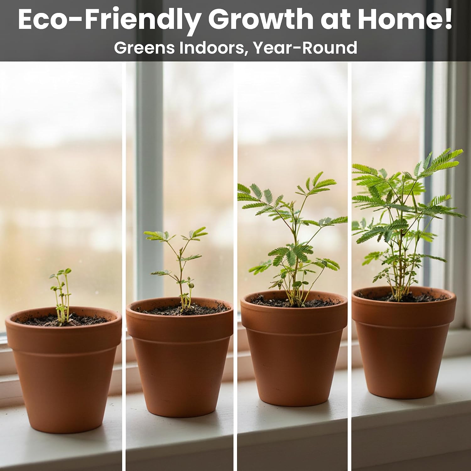 Zombie Plant Seed Packets – Grow a Live Sensitive Plant that Plays Dead When Touched! Indoor Plant Seeds & Educational STEM Activity | House Plant Seeds | Unique Garden Seeds – 2 Pack
