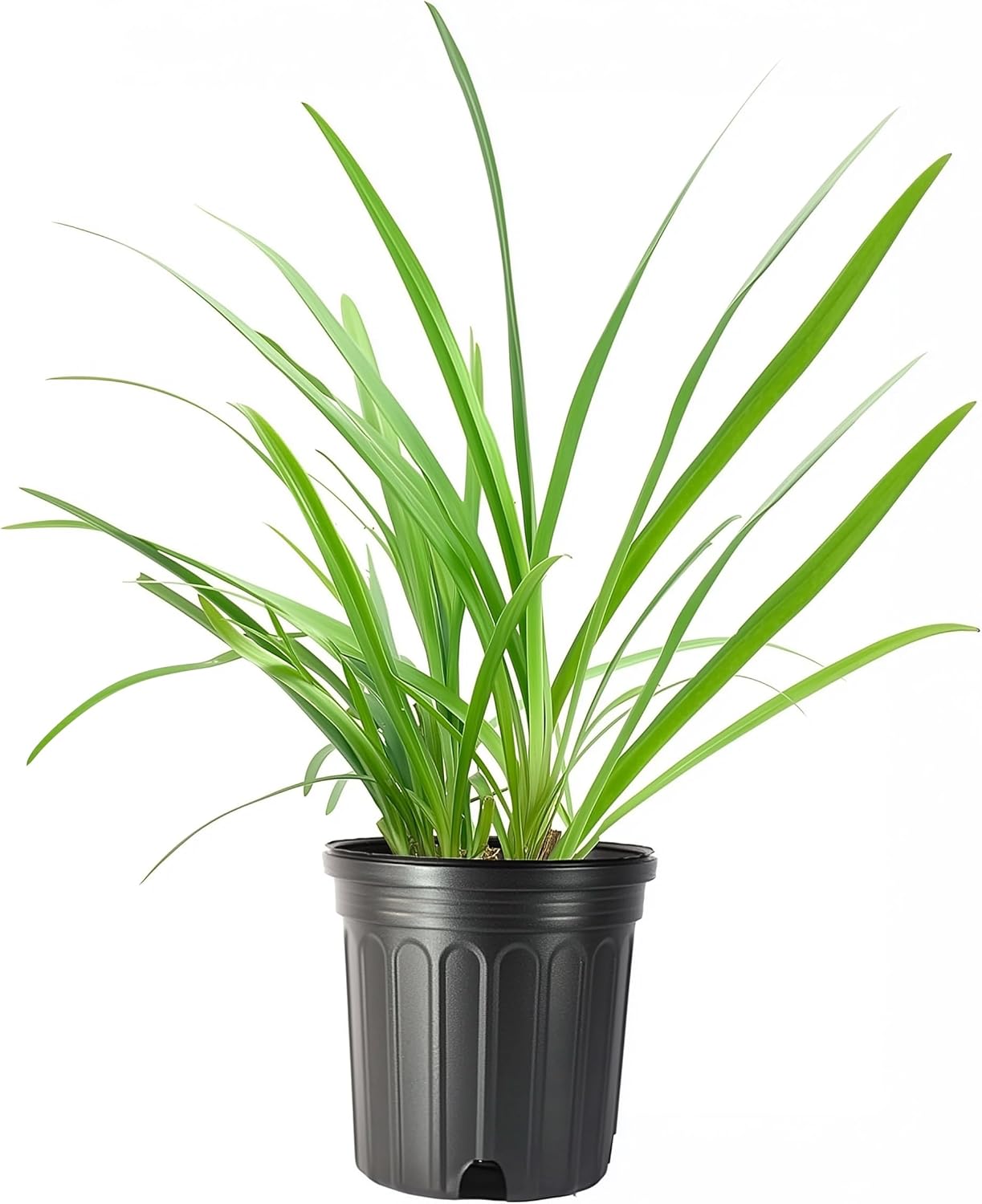 Agapanthus Africanus Getty White | 60 Live Plants | Evergreen Perennial, Summer Blooms, Long-Lasting Flowers, Low Maintenance, Container Friendly, Dramatic Foliage, Pollinator Friendly