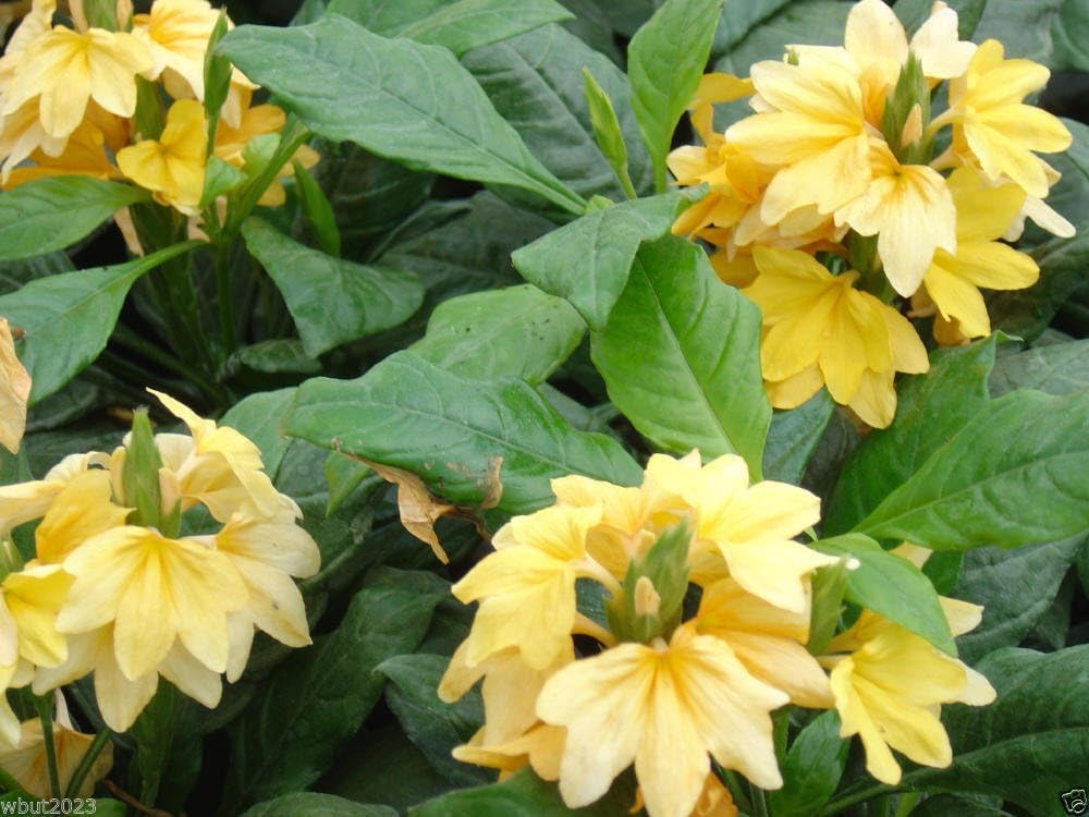 Crossandra Seeds -Yellow Splash - Firecracker Flower- Very Rare Tropical Plant