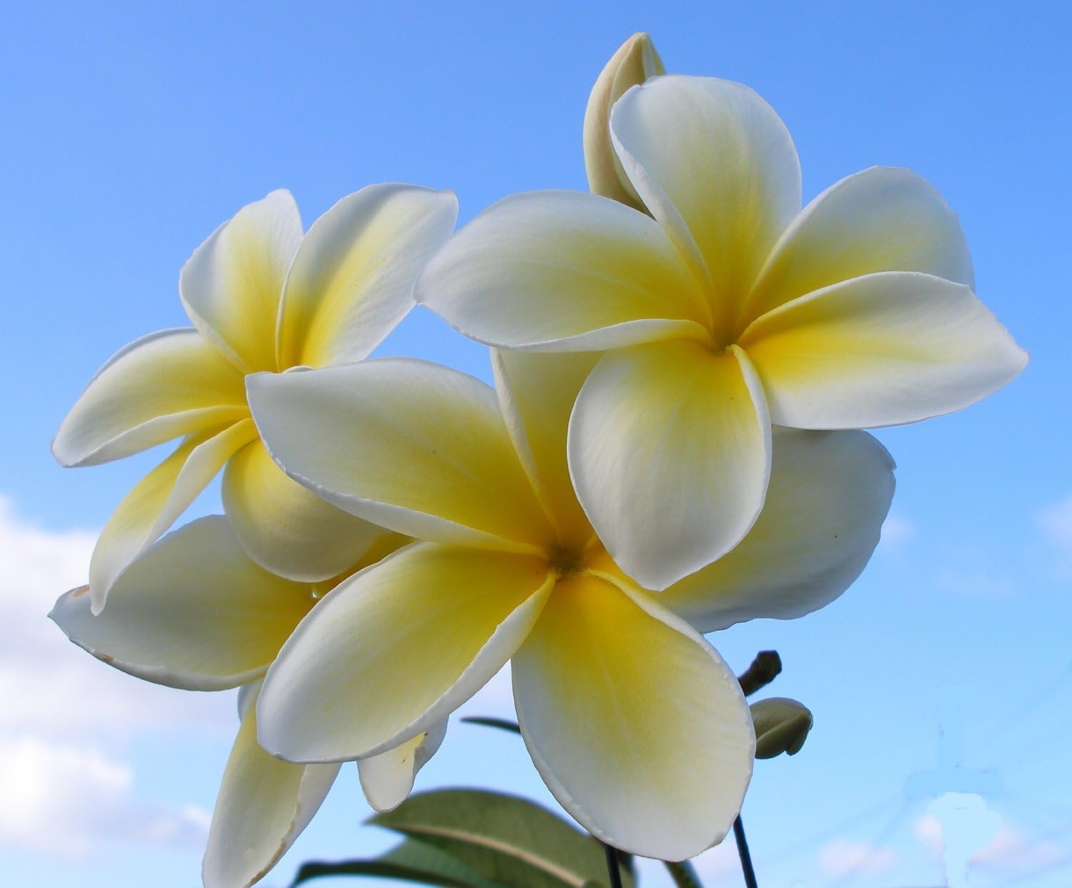8 Inch to 12 Inch Cutting Plumeria Plant