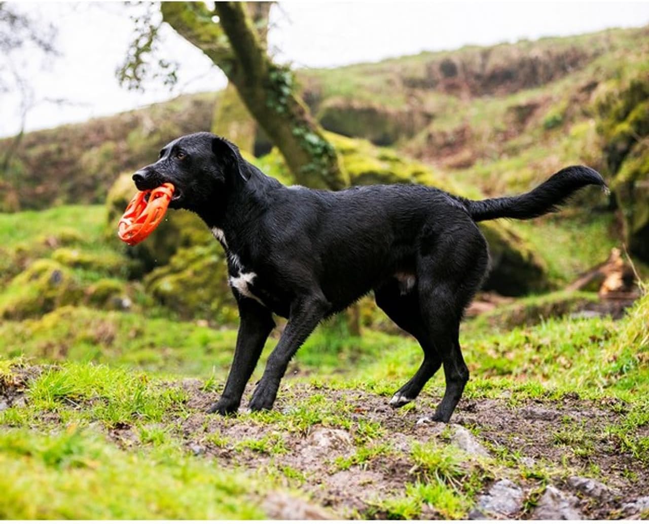 Chuckit! Air Fetch Ball Dog Toy, Small (2 Inch Diameter), for dogs 0-20 lbs, Pack of 2