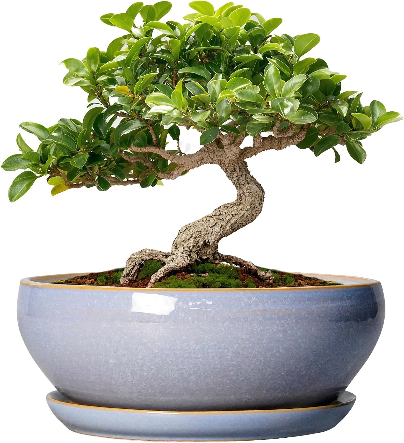 SQOWL 7 Inch Round Ceramic Succulent Planter Pot Drip Glazed Shallow Planter with Drainage Bamboo Tray for Indoor Plants