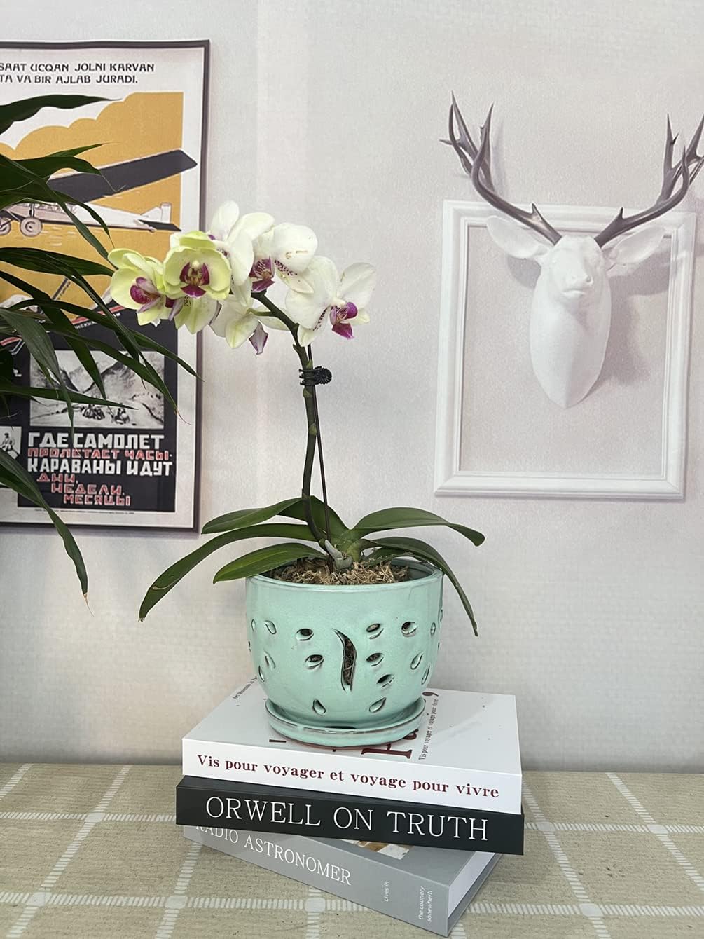 Orchid Pots with Holes Round Ceramic Flower Container Succulent Plant Planter Butterfly Pot Saucer Windowsill Contemporary Home Decoration (6 Inch