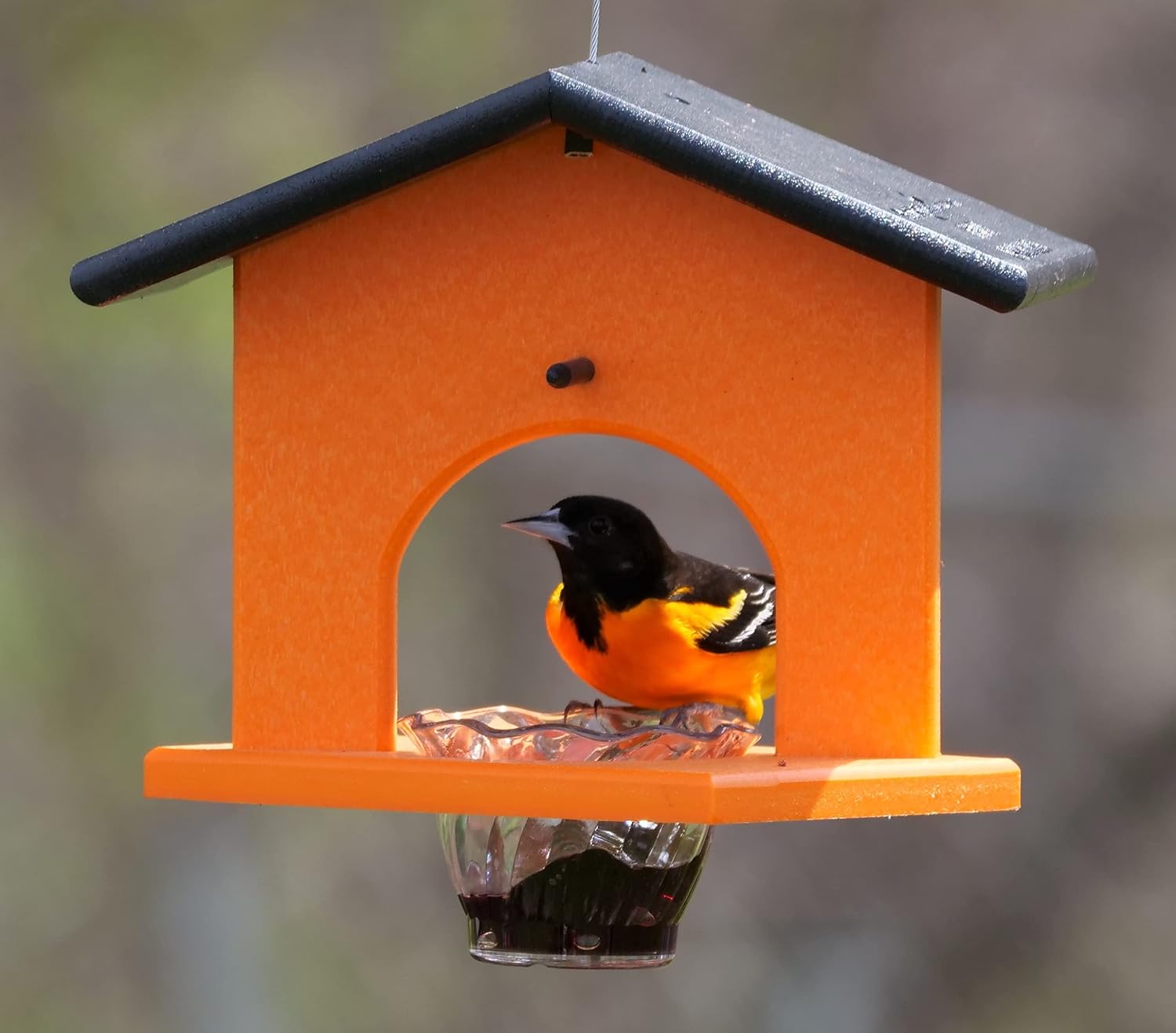 Oriole Bird Feeder, Poly Lumber Hanging Oriole Jelly Feeder (Black/Orange)