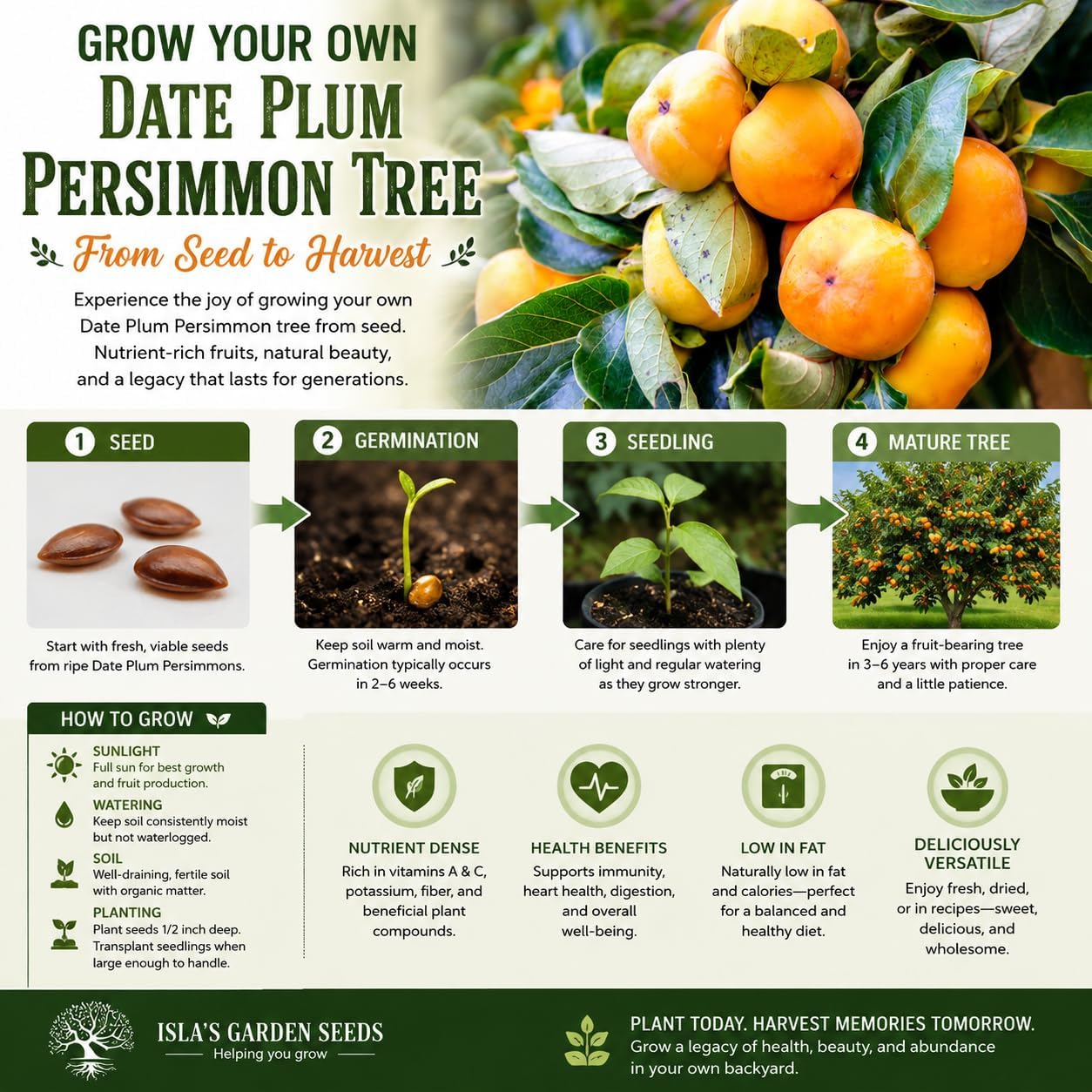 Date Plum Persimmon Tree Seeds (Diospyros Lotus) – 30+ Non-GMO & Heirloom Seeds, Exotic & Rare Fruit Tree, 80% Germination Rate