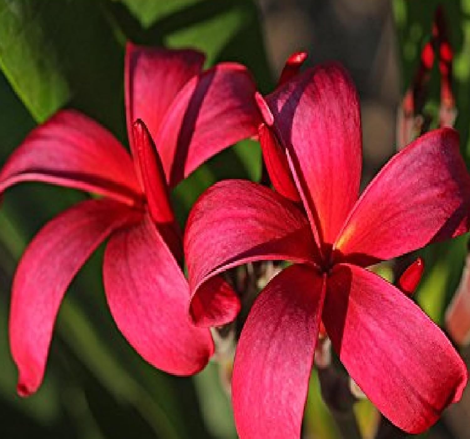 Plumeria Frangipani Plant Cutting Collection - 4 Designer Flowering Plants | for Modern Home Decor