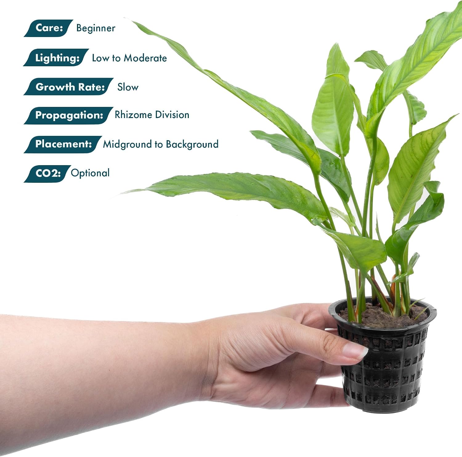 Anubias Nana Live Aquarium Plants - Potted Freshwater Plant for Fish Tanks, Terrariums - Beginner Friendly Low Light (1 Pot)