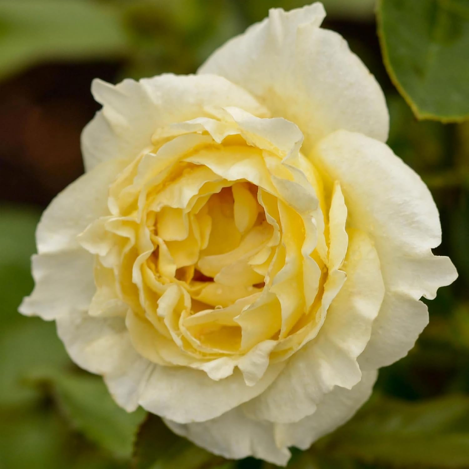 Heirloom Floribunda Roses, Live Own Root Plant, Julia Child™ | Moderately Fragrant, Hardiness Zones: 6-10, Continual Blooming,For Outdoor Gardens, Planters, and Pots