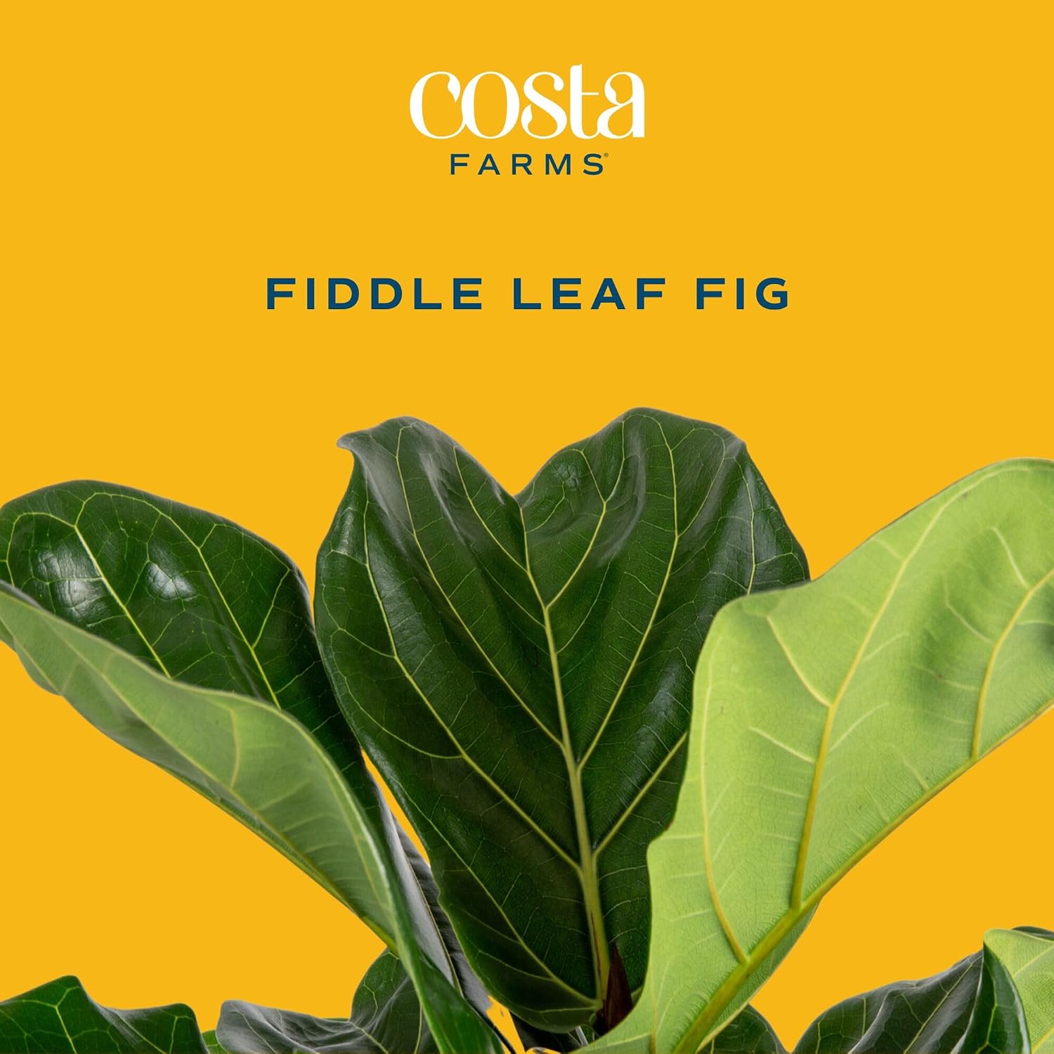 Costa Farms Fiddle Leaf Fig, Live Indoor Plant, Floor Plant