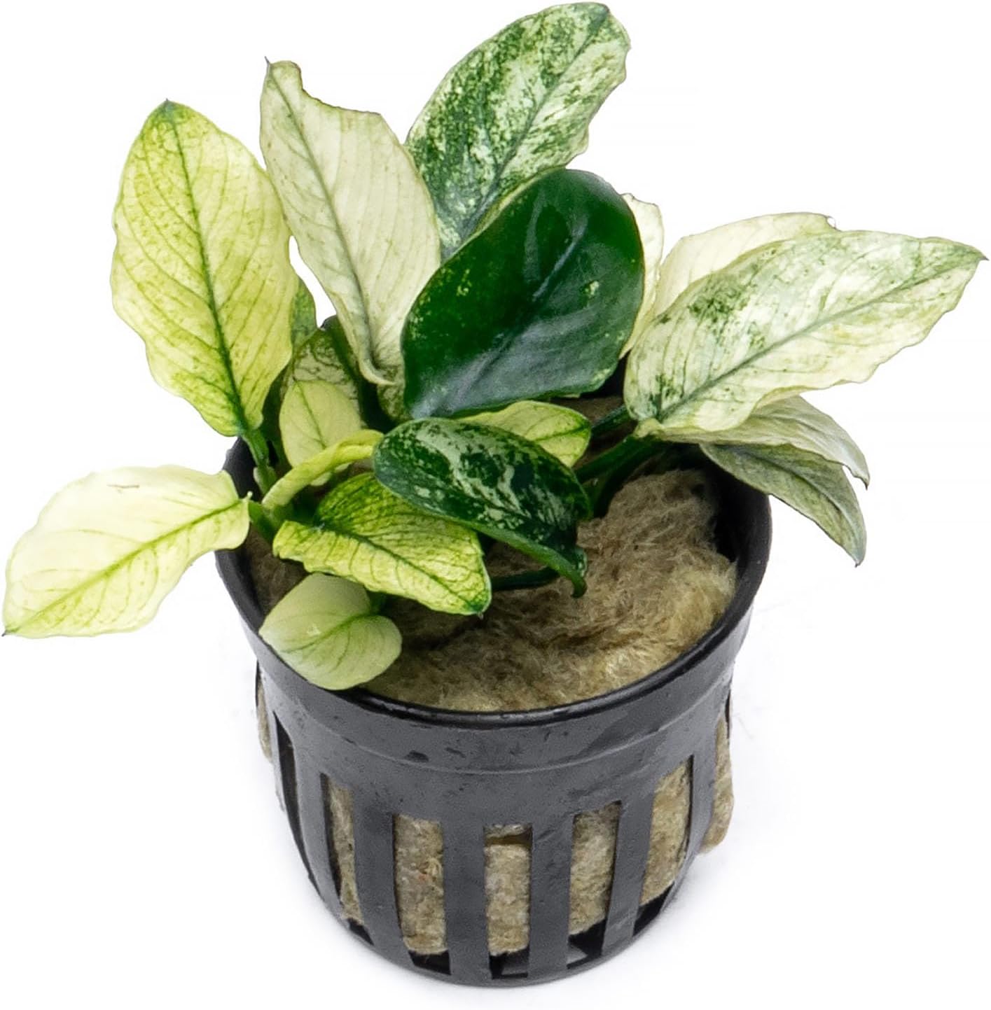 Anubias Nana Live Aquarium Plants - Potted Freshwater Plant for Fish Tanks, Terrariums - Beginner Friendly Low Light (1 Pot)