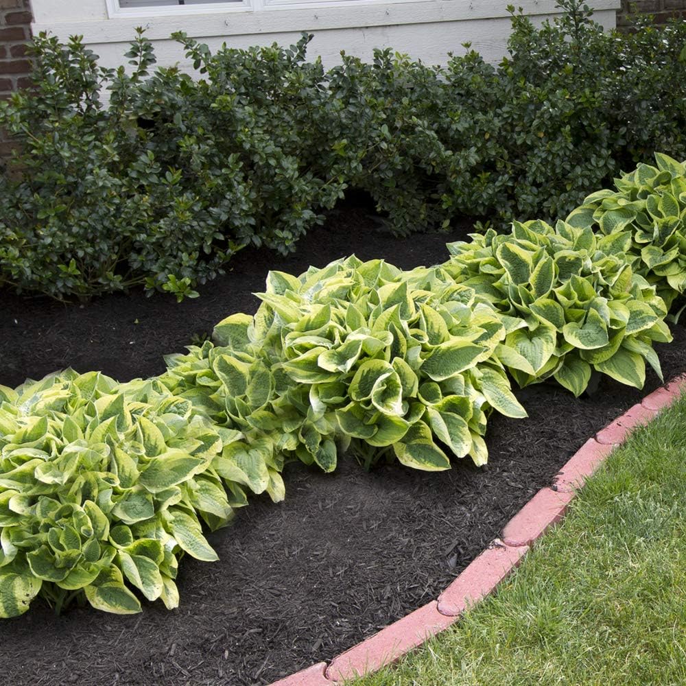 6 Pack of Mixed Heart-Shaped Hosta Bare Roots Plants - Rich Green Foliage, Low Maintenance for Your Home and Garden